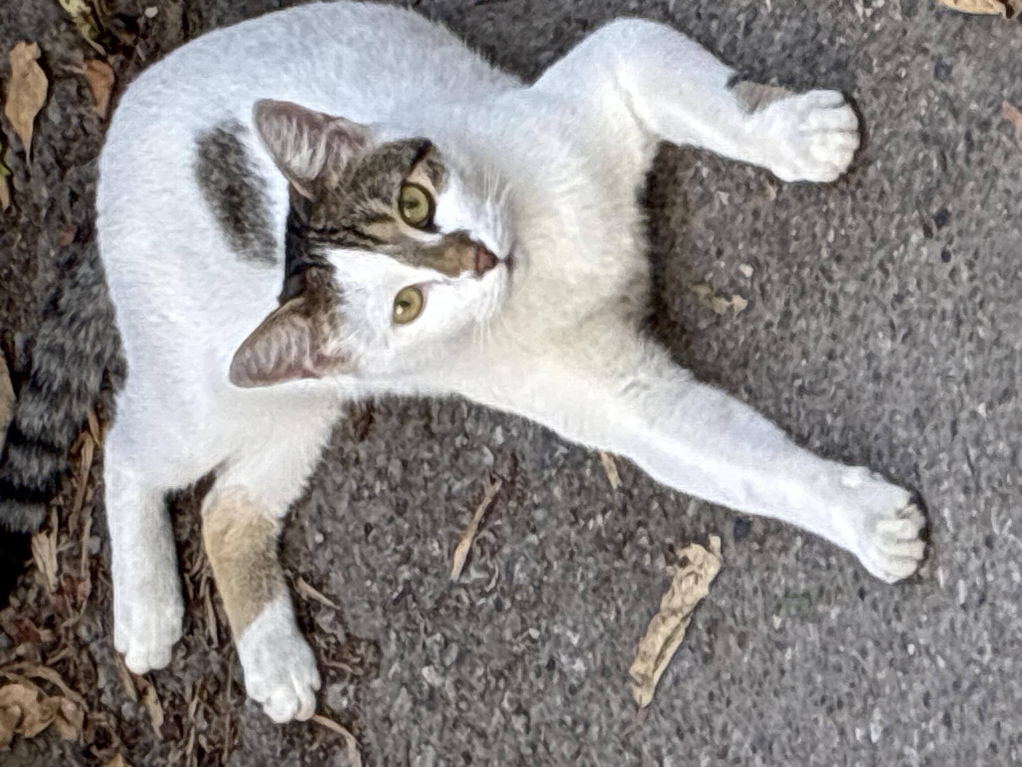 Alanya beachfront life: waves, cats, pigeons, and street scenes