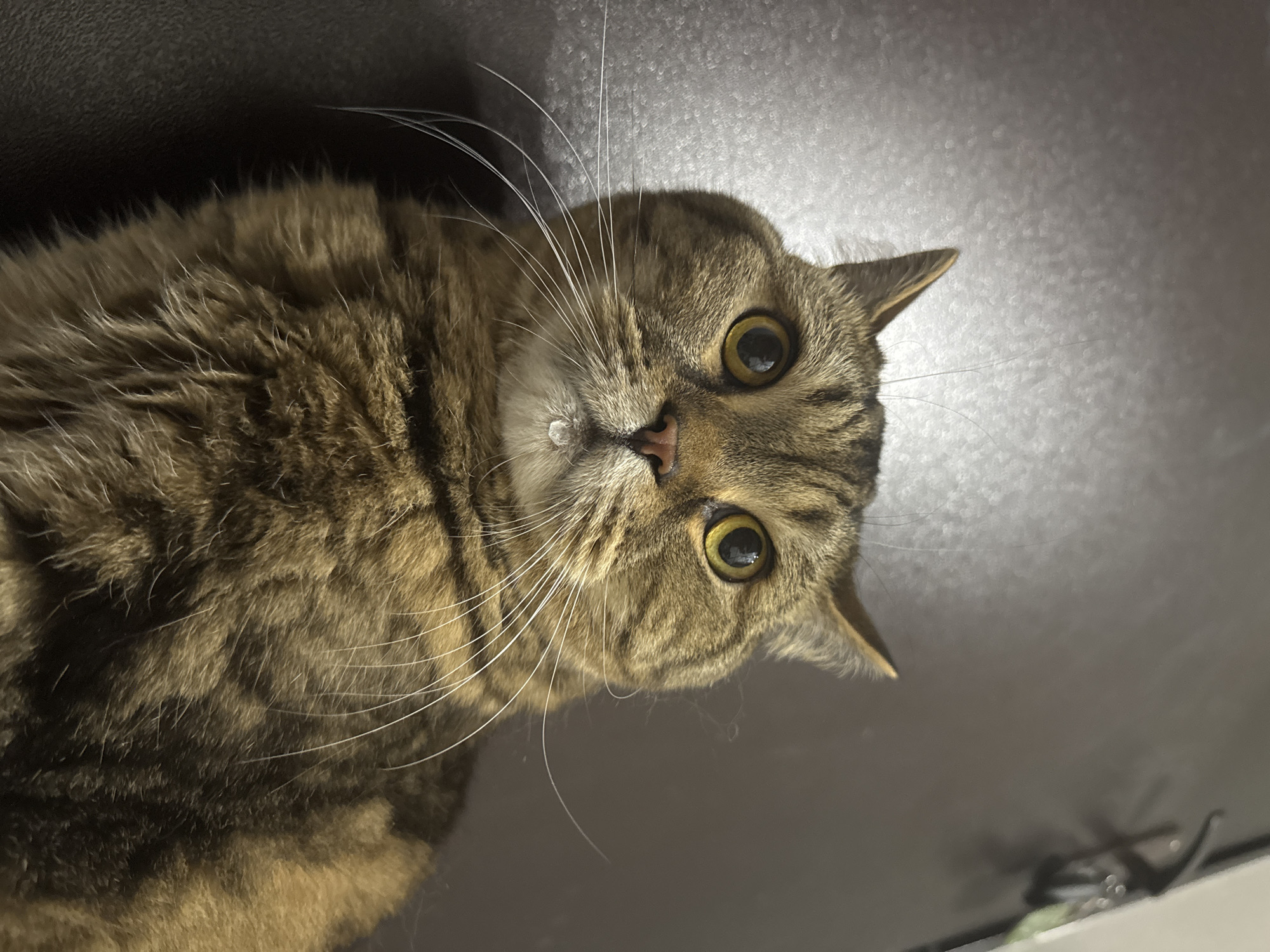 Tabby cat up close, multiple angles, Mikhaylovsk