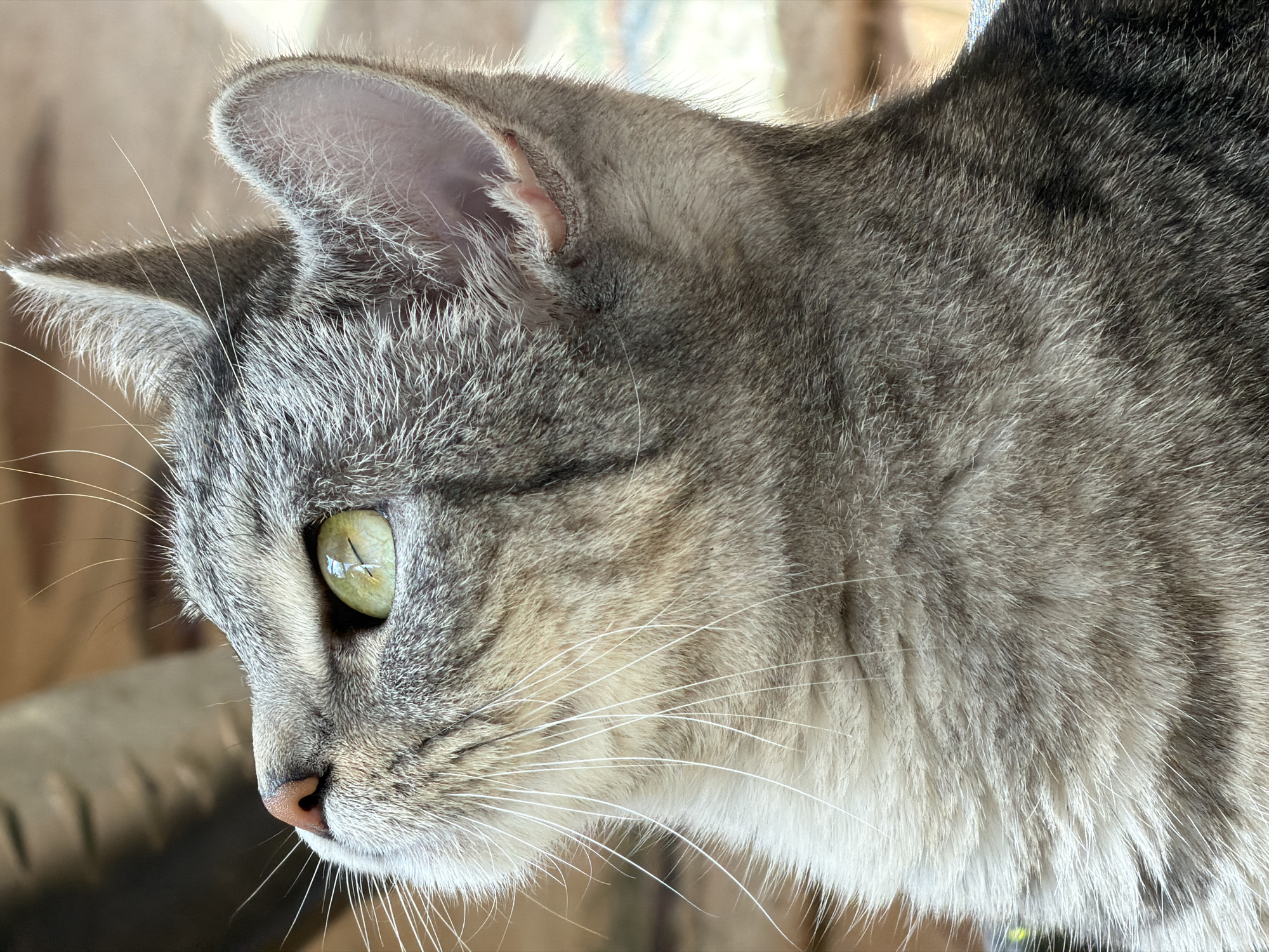 Cats of Ulyanovsk: tabbies, windowsills, and one very dressed-up kitty
