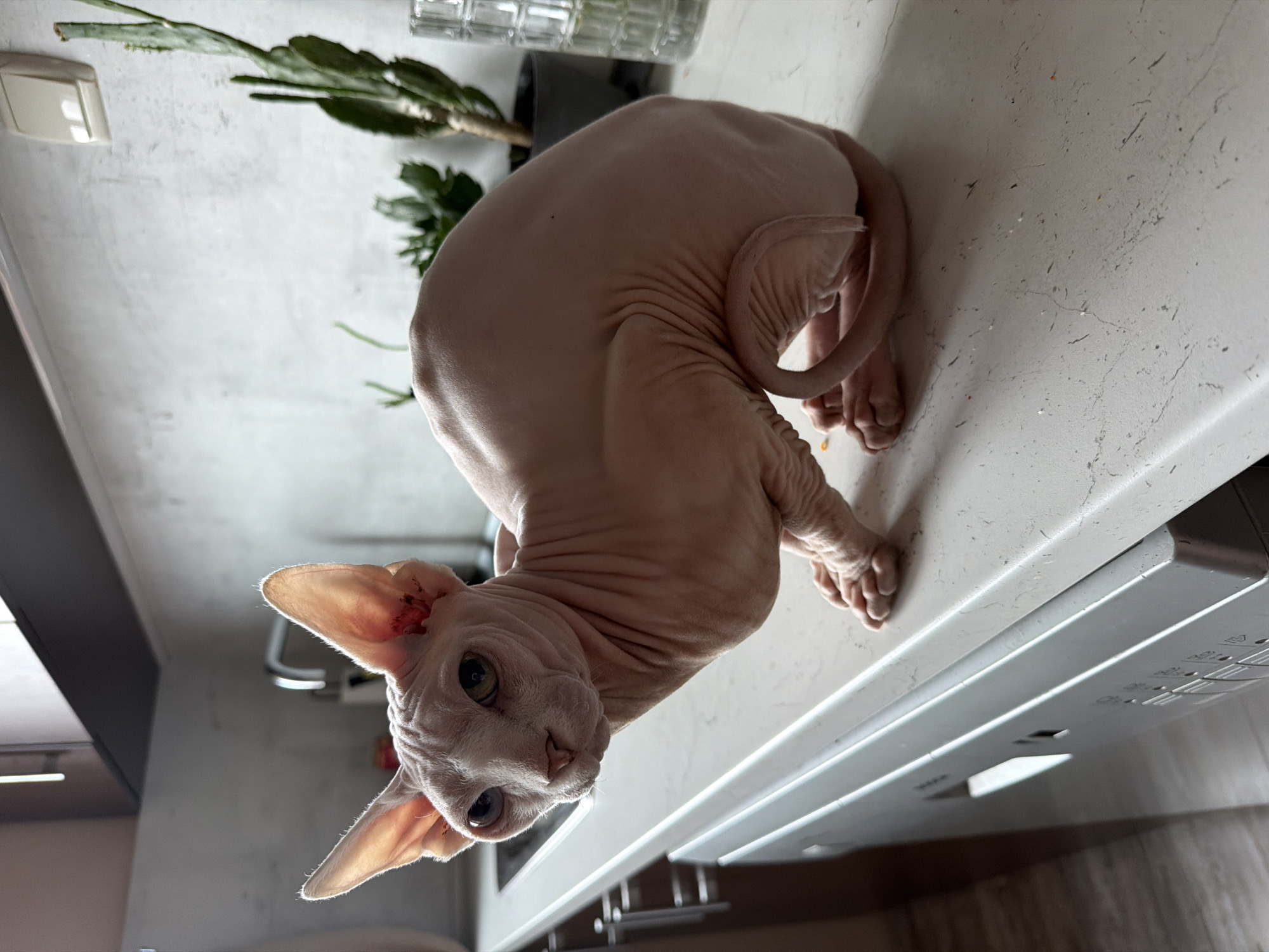 Sphynx cat photographed in two poses during Sofia morning