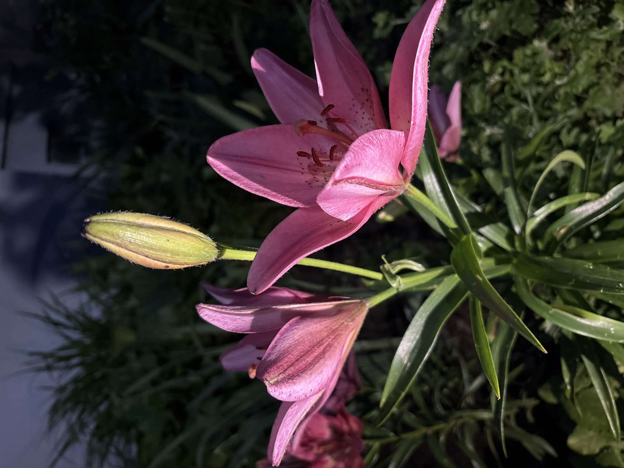 Evening flower photography across Vitebsk gardens and rooftops