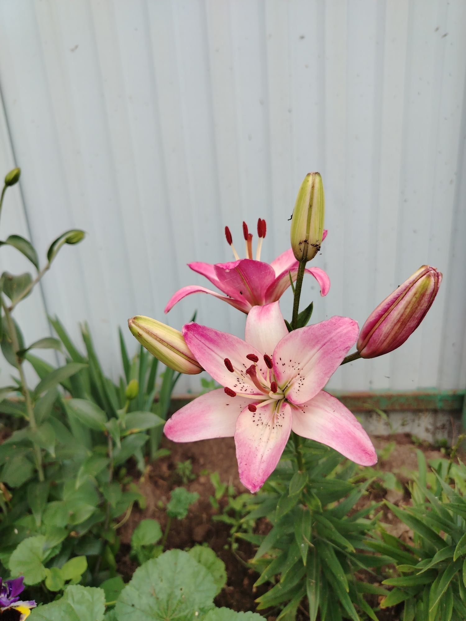 Lazy summer morning in a Gozhan backyard, flowers and all