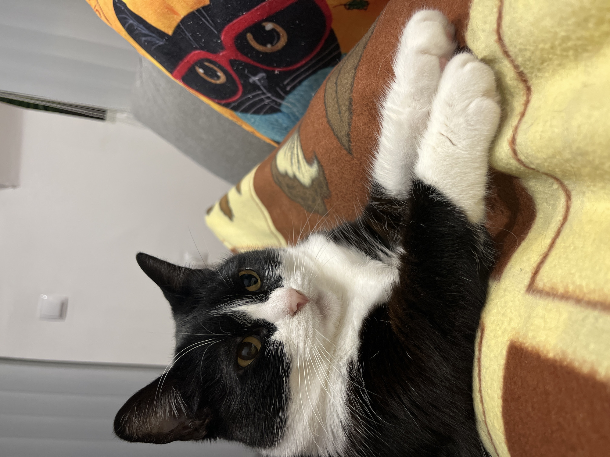 Domestic cats and snack time documented in Varna home