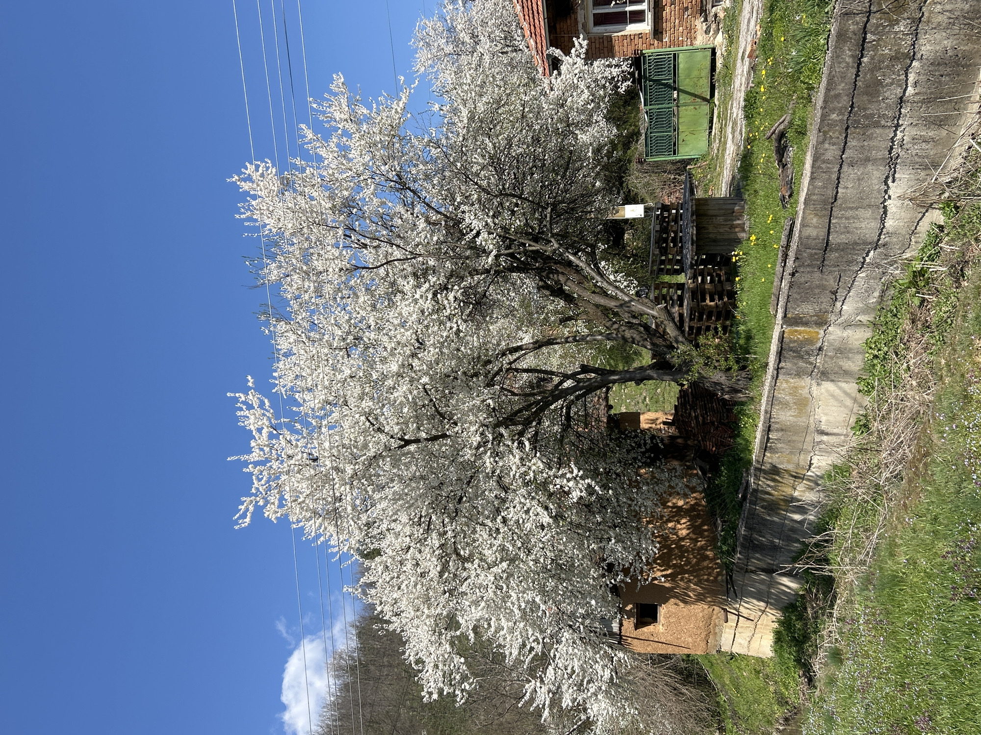 Spring blooms and mountain views captured in village setting