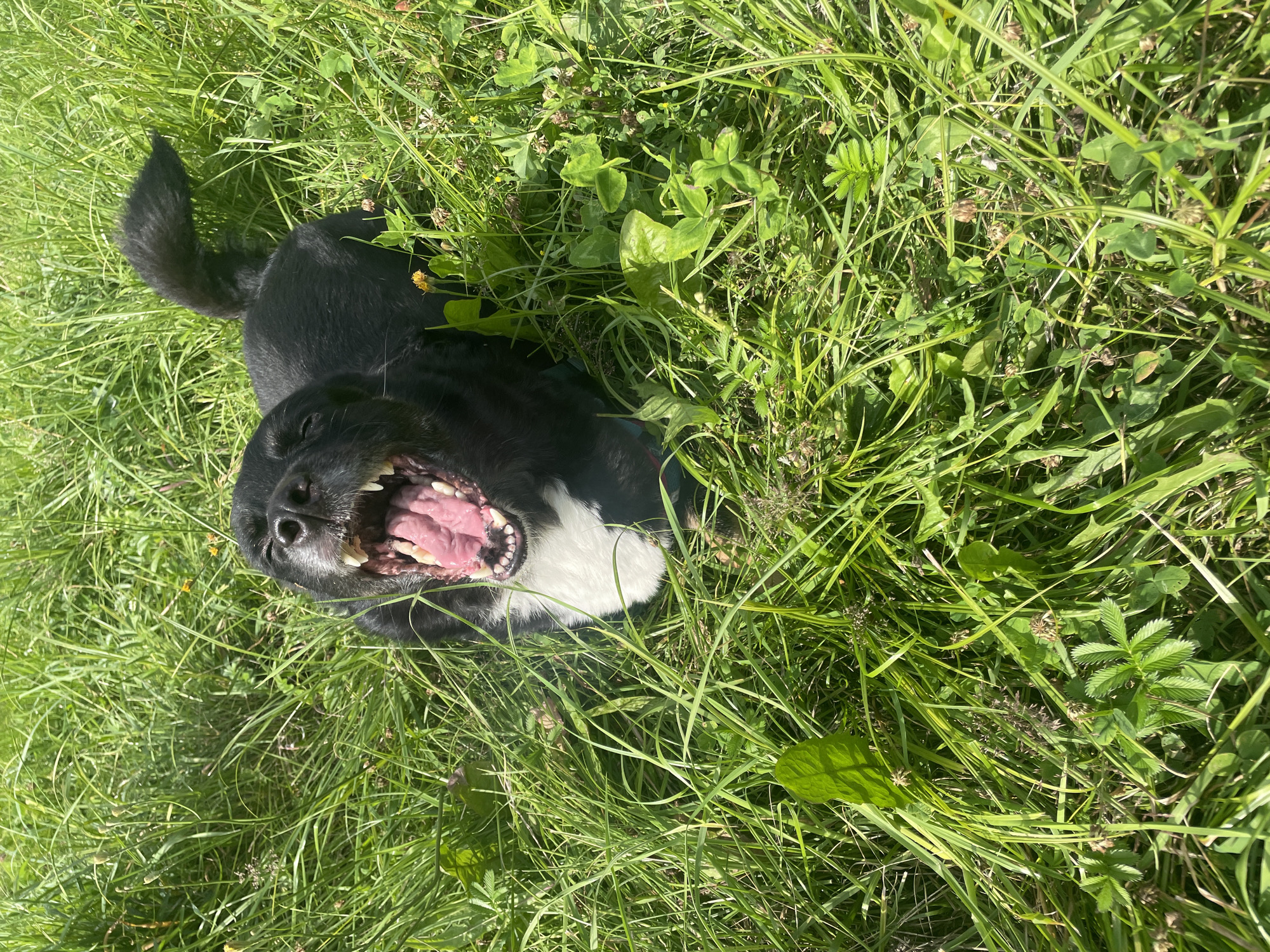 Dog in a harness relaxing in a wildflower field, Krasnogorsk