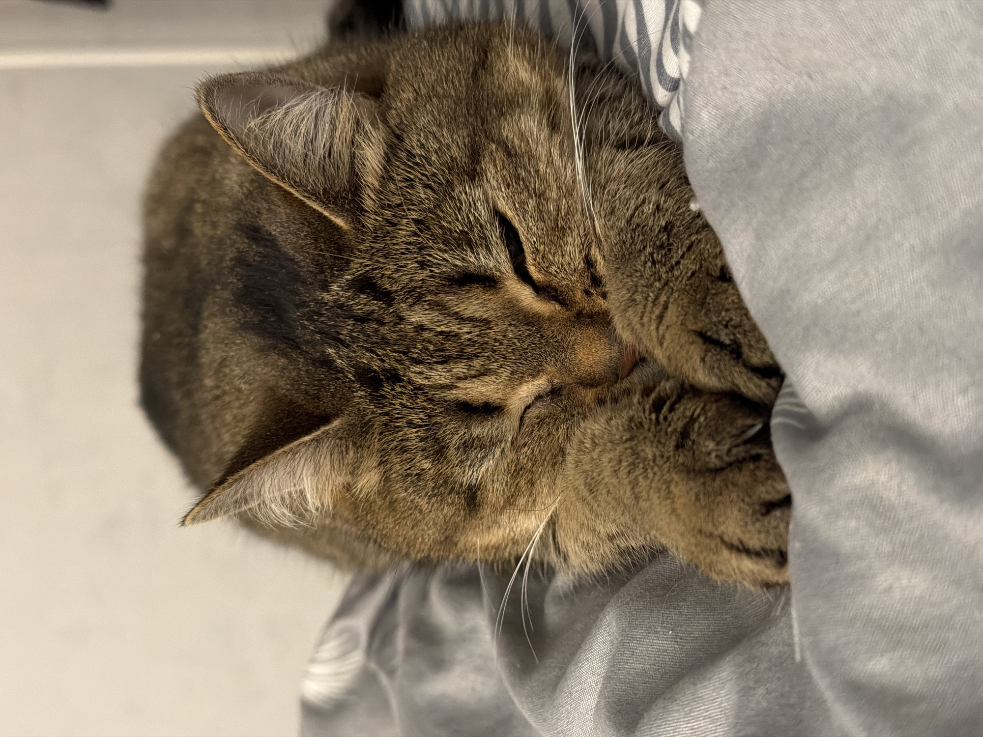 Tabby cat photographed sleeping in Chaikovsky, Russia home