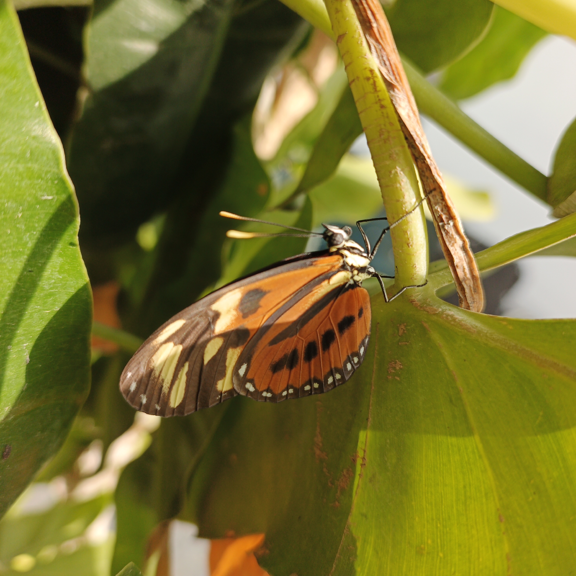 Butterfly and blooming bougainvillea observed in Tinaquillo gardens