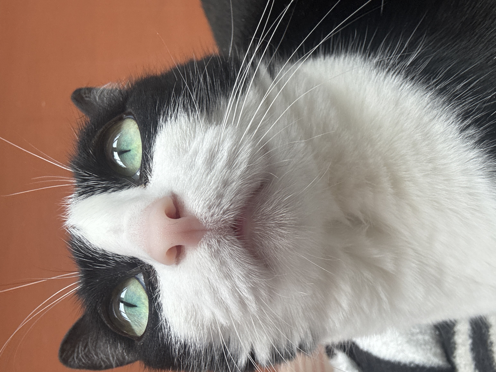 Morning moments with cat and flowers in Chaikovsky