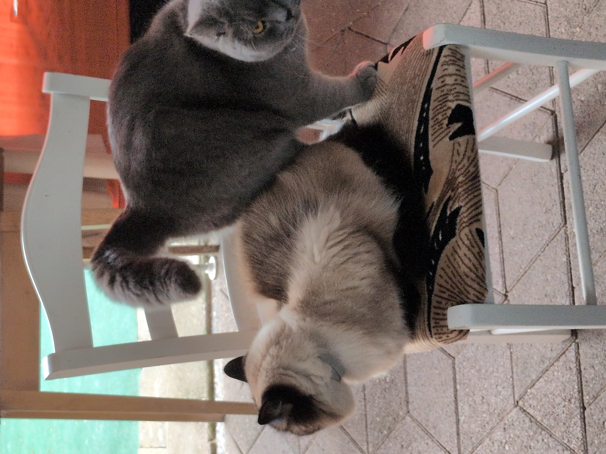 Two cats roam a Sömmerda patio on a July morning