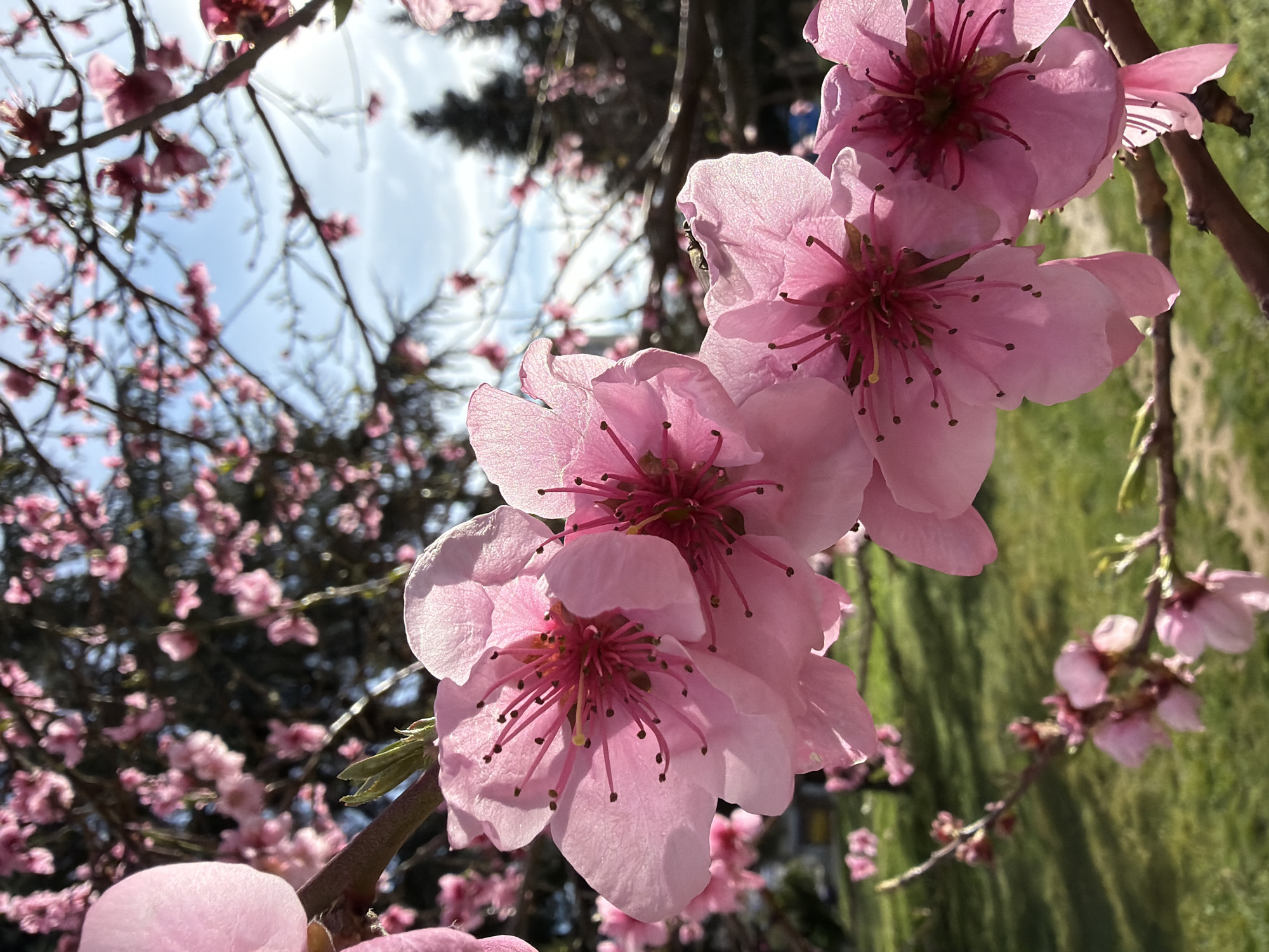 Spring blossoms and urban views captured in Blagoevgrad