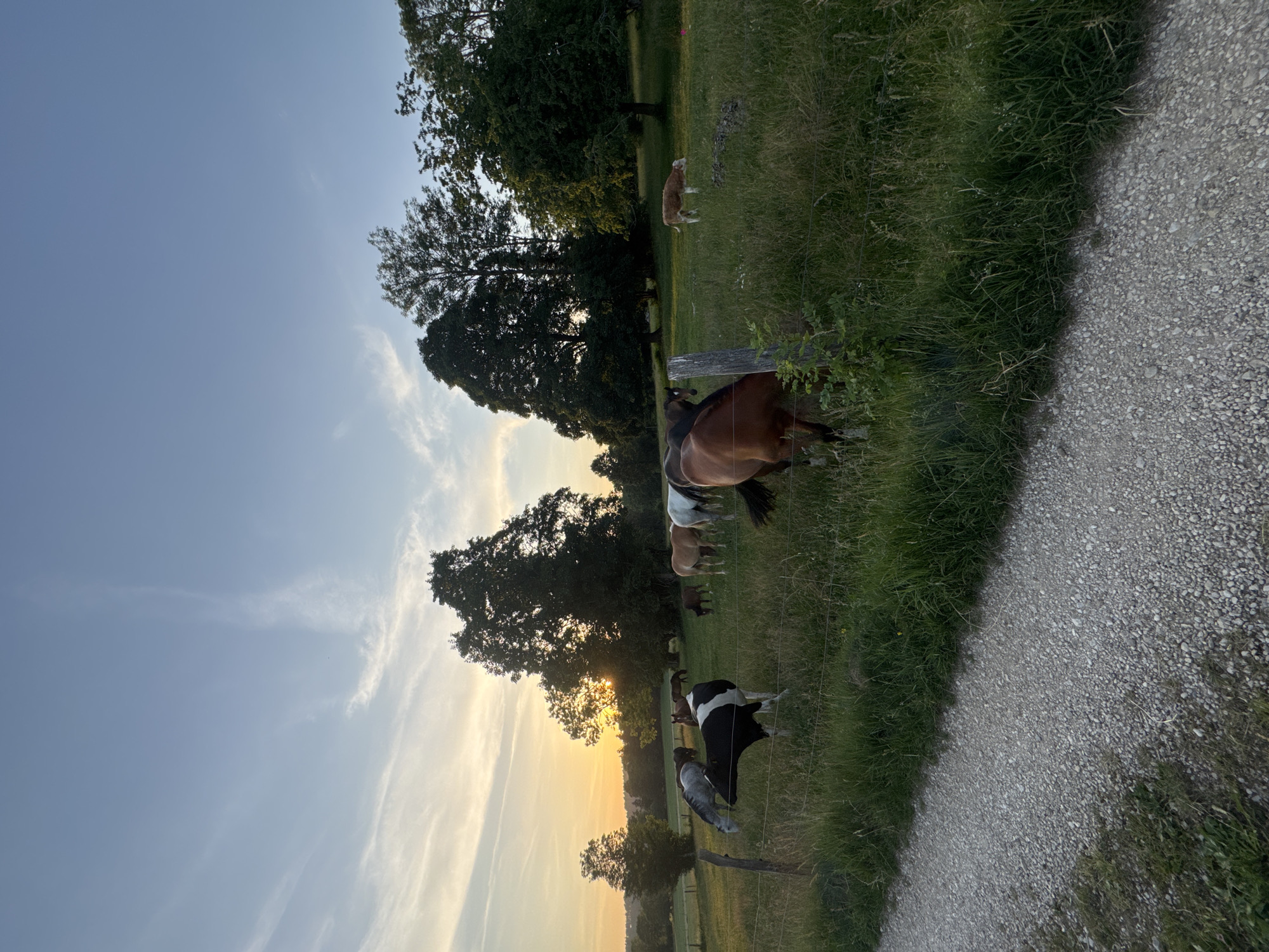 Horses and a cow graze at sunset near Le Fuet, Switzerland