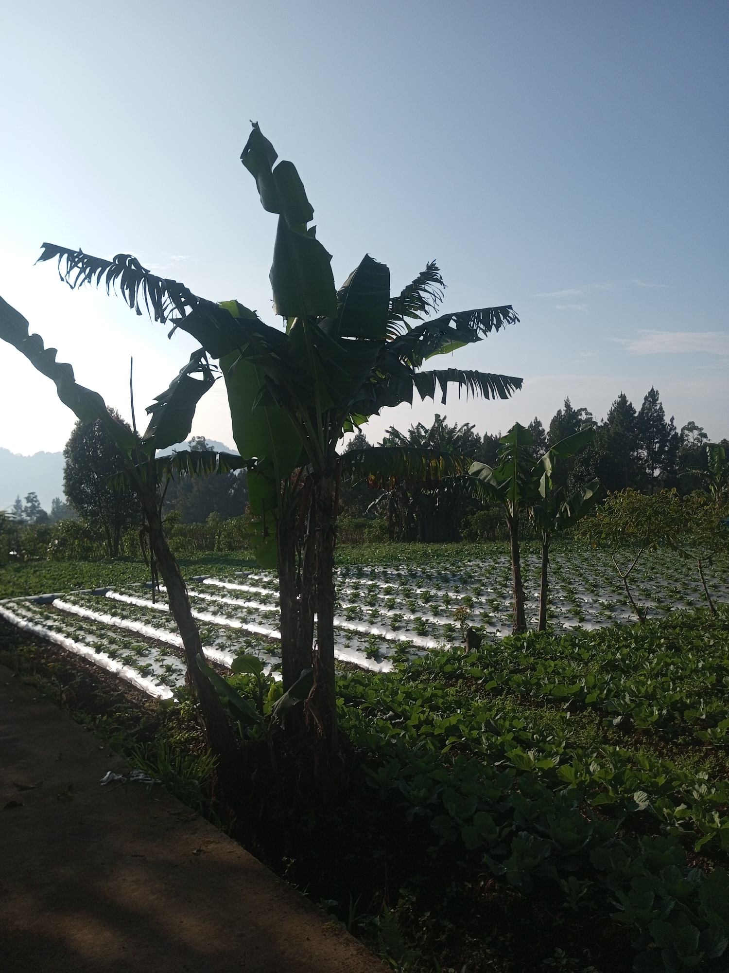 Rural farming scenes documented across Pakbeng, Laos agricultural area