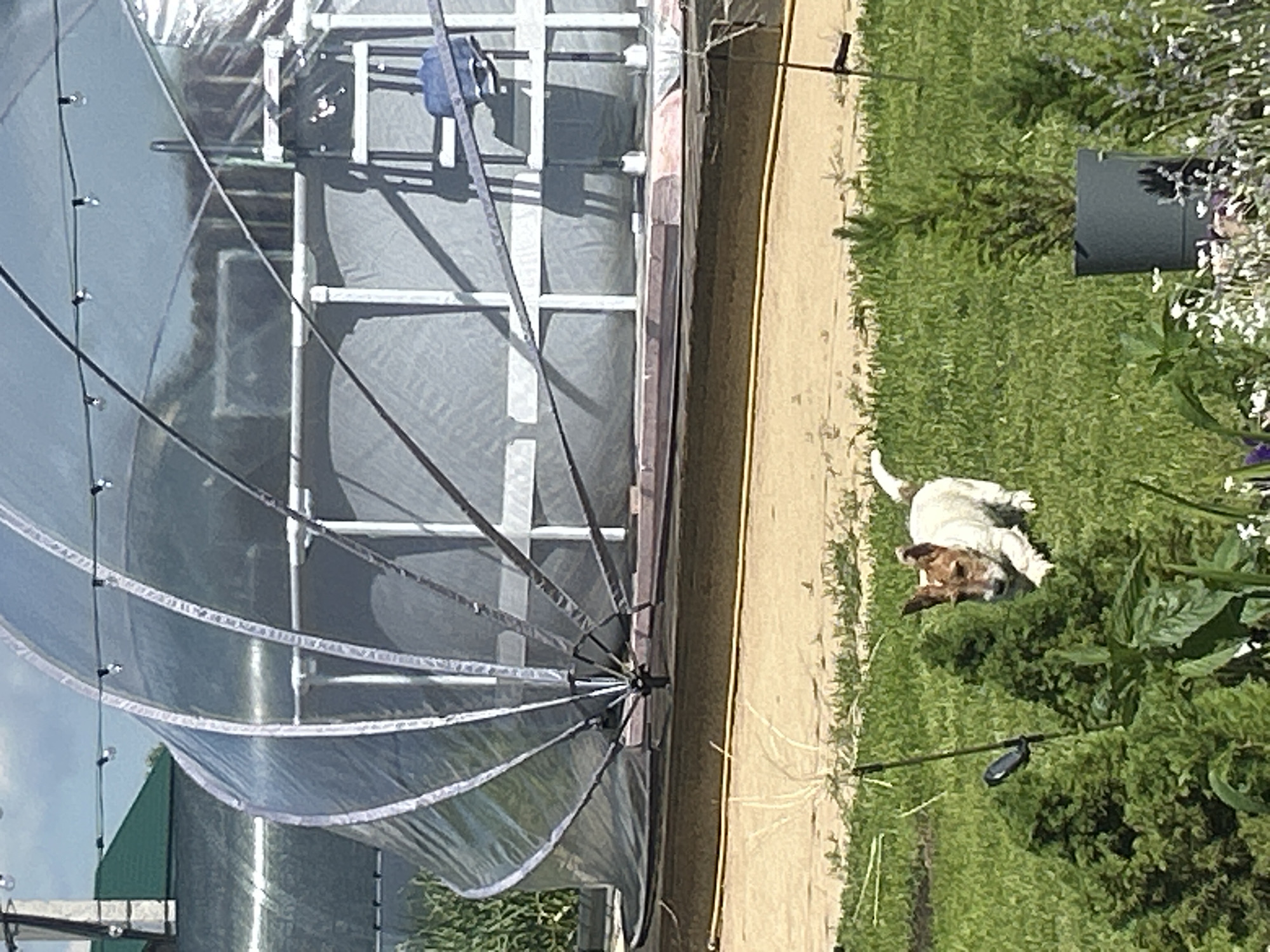 Jack Russell terrier plays freely in a Mar'ino backyard