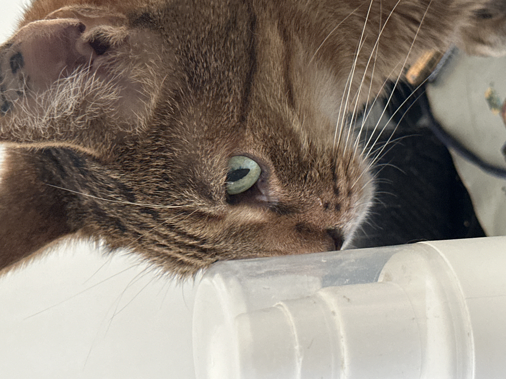 Green-eyed tabby cat photographed from every angle in Paris