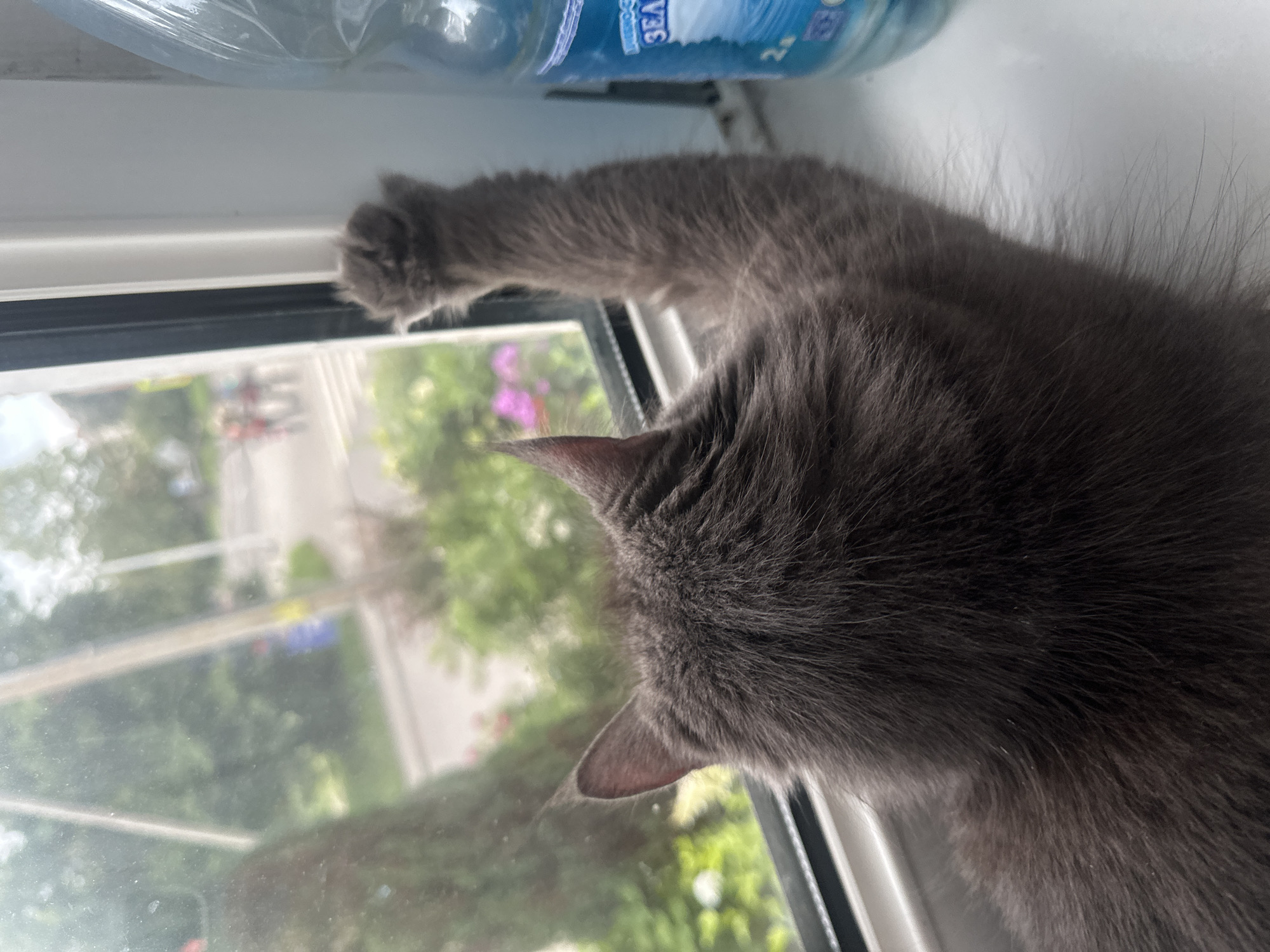 Cats, dogs, and flowers in and around a home
