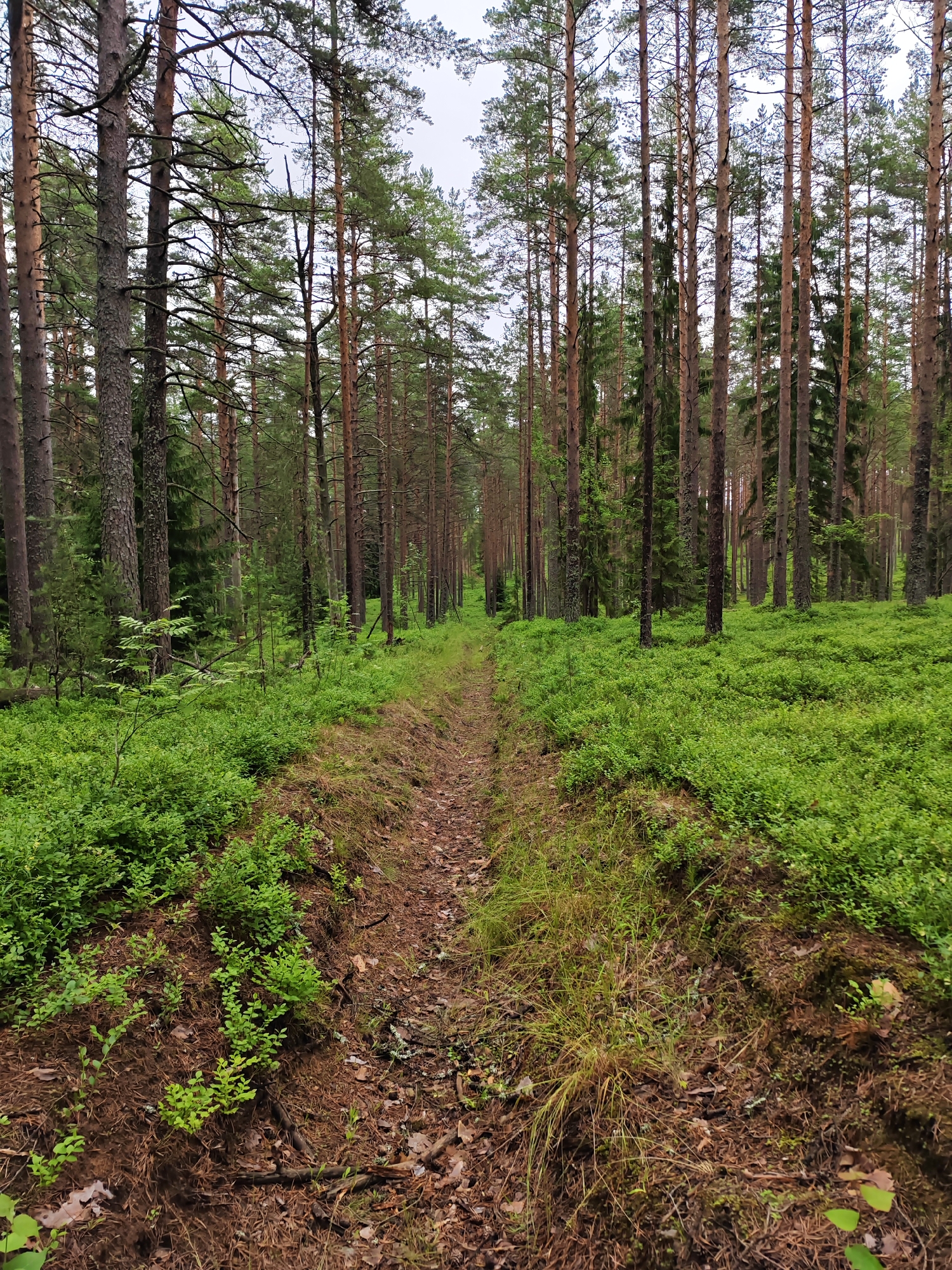 Foraging walk through Russian pine forest turns up chanterelles