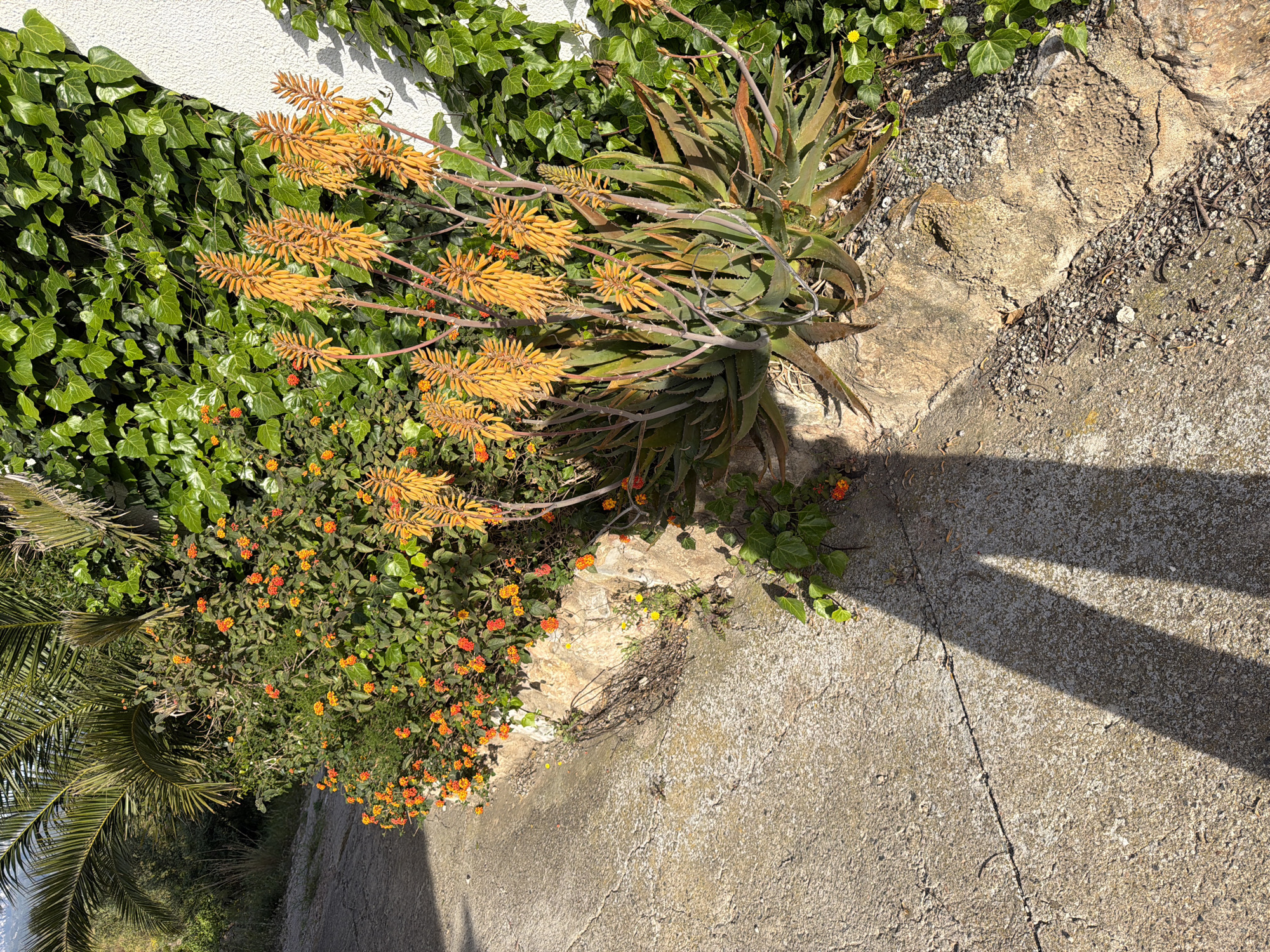 Morning garden blooms captured in Mont-roig del Camp