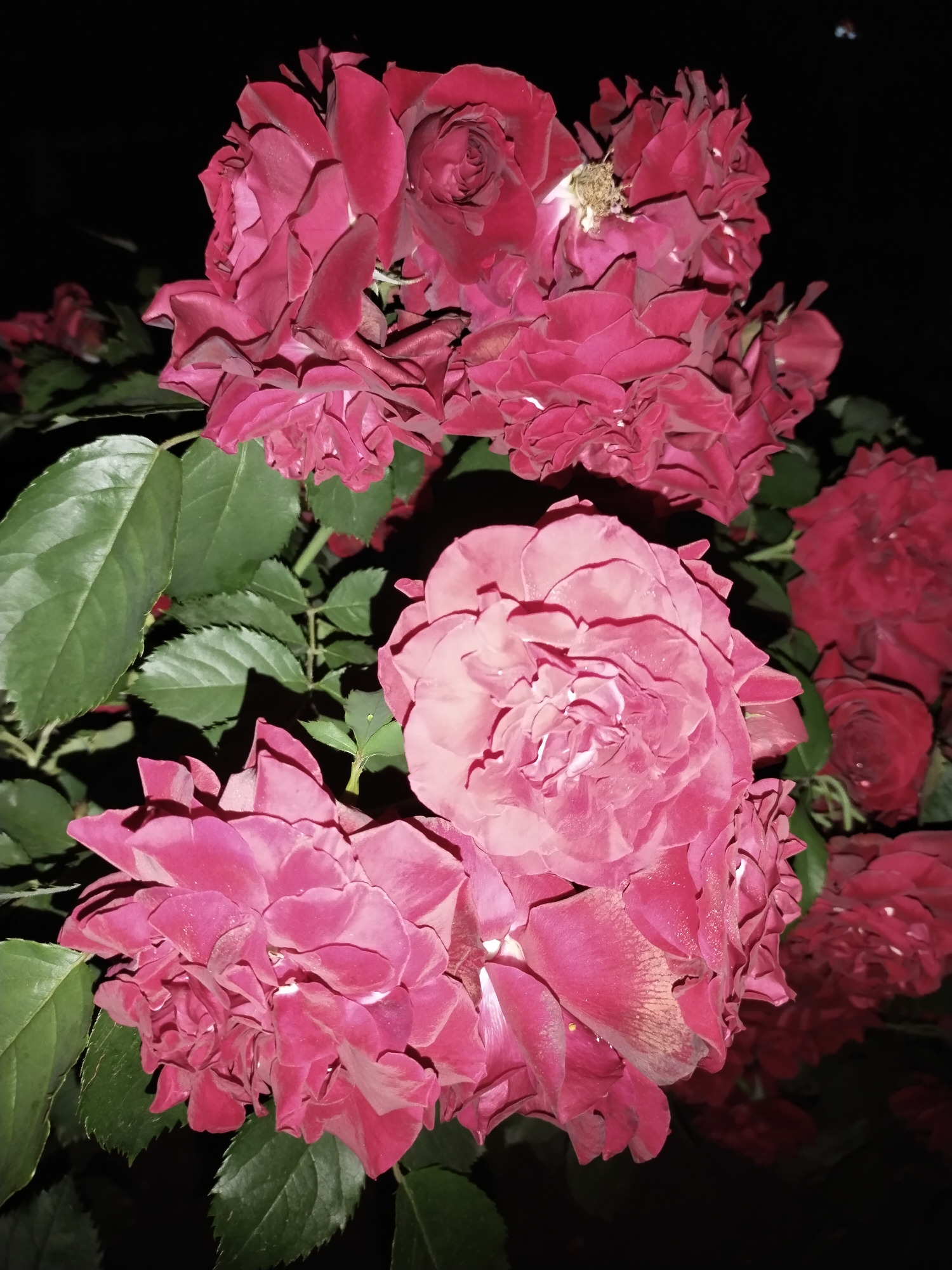 Evening scenes from Horishni Plavni: decorated dog, roses, sunset