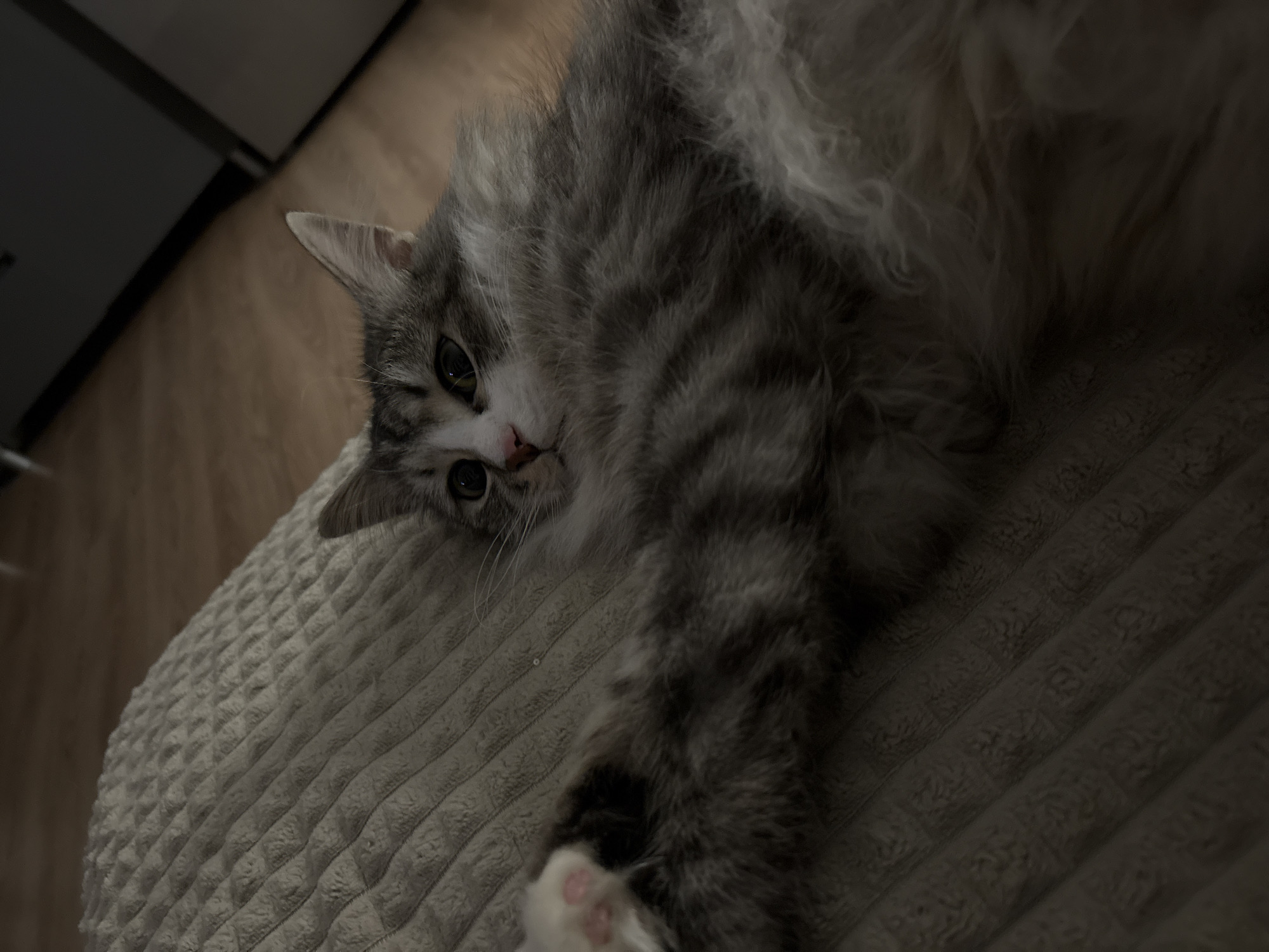 Quiet afternoon with cat documented in Russian village
