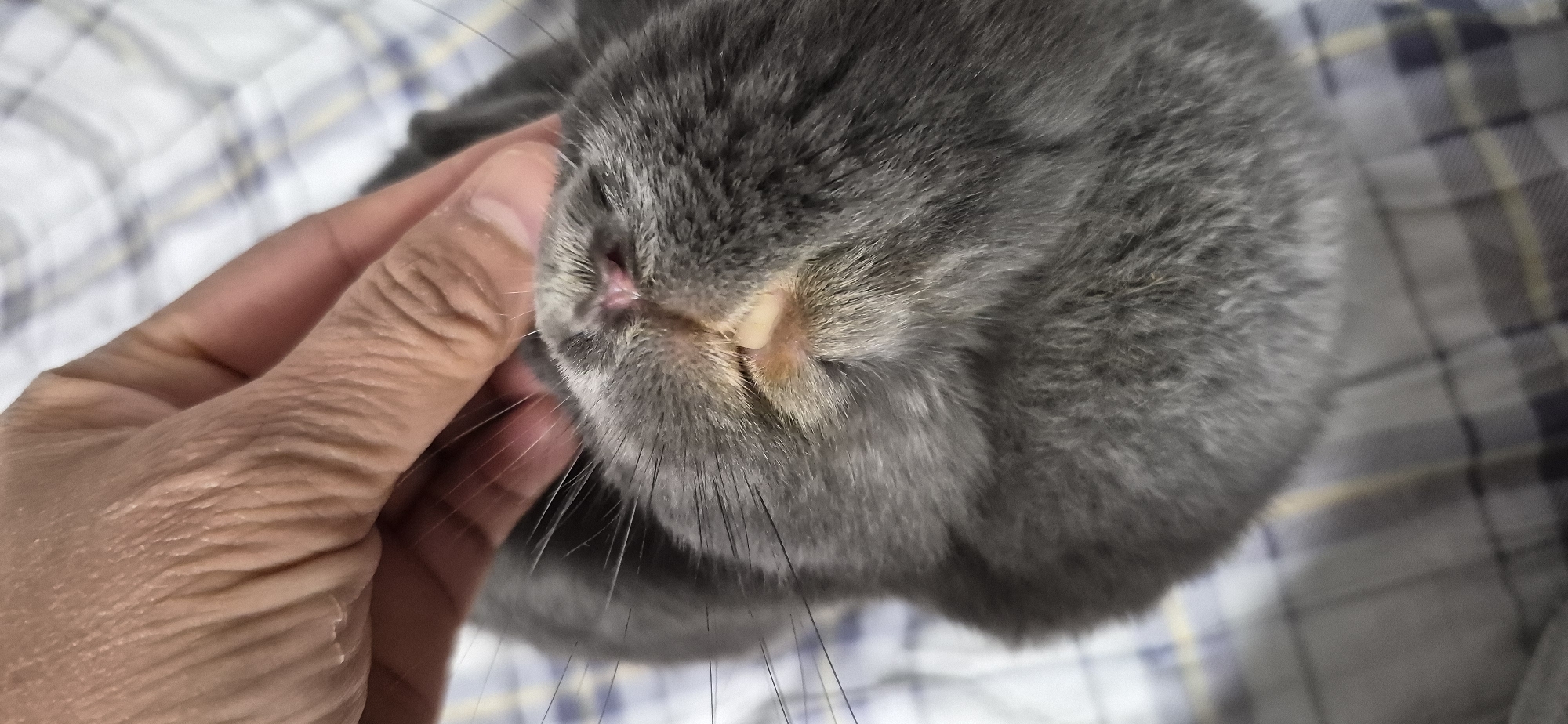 Gray rabbit at home in Ussurijsk, lounging and getting pets