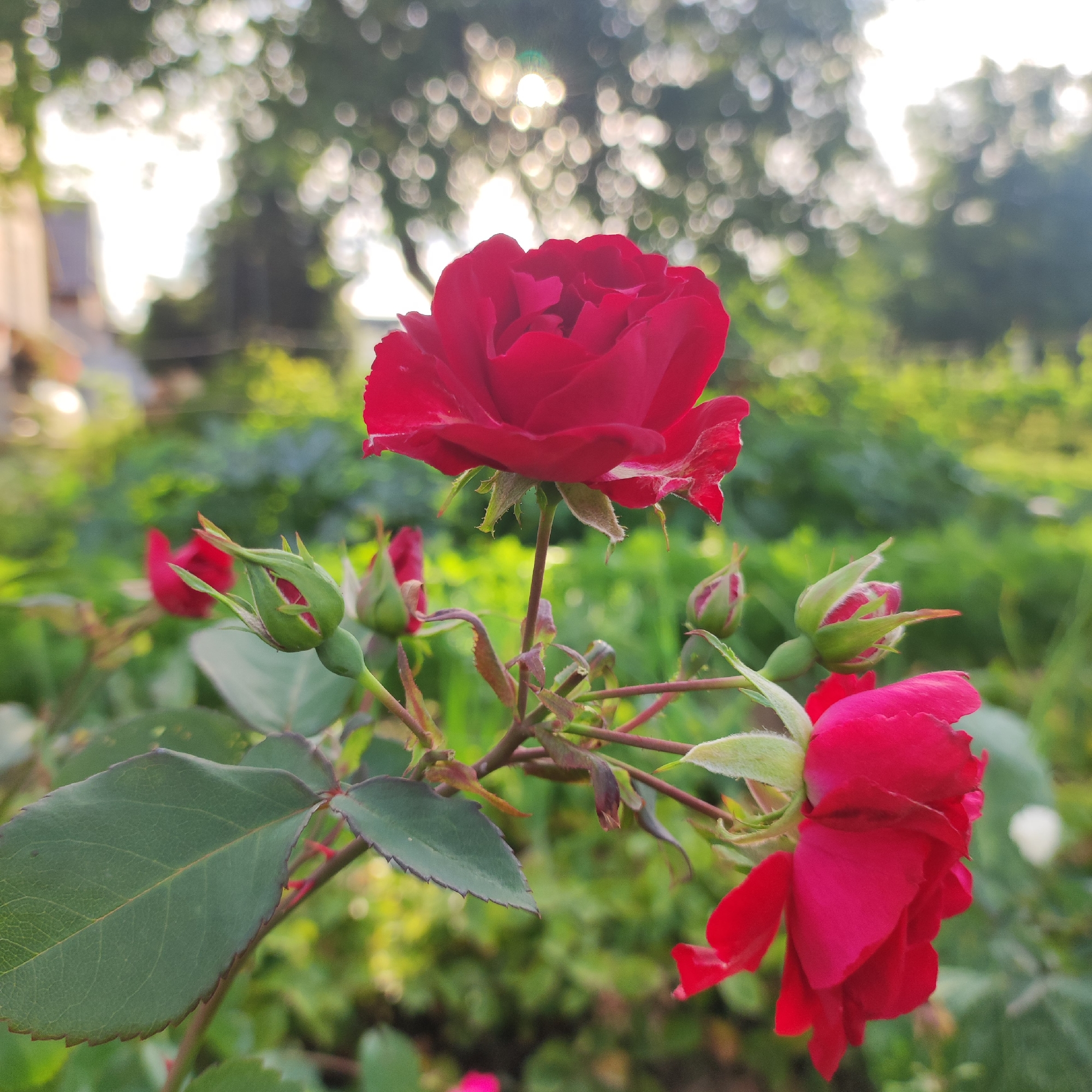 Garden in full bloom, Navoloki — roses to snapdragons up close
