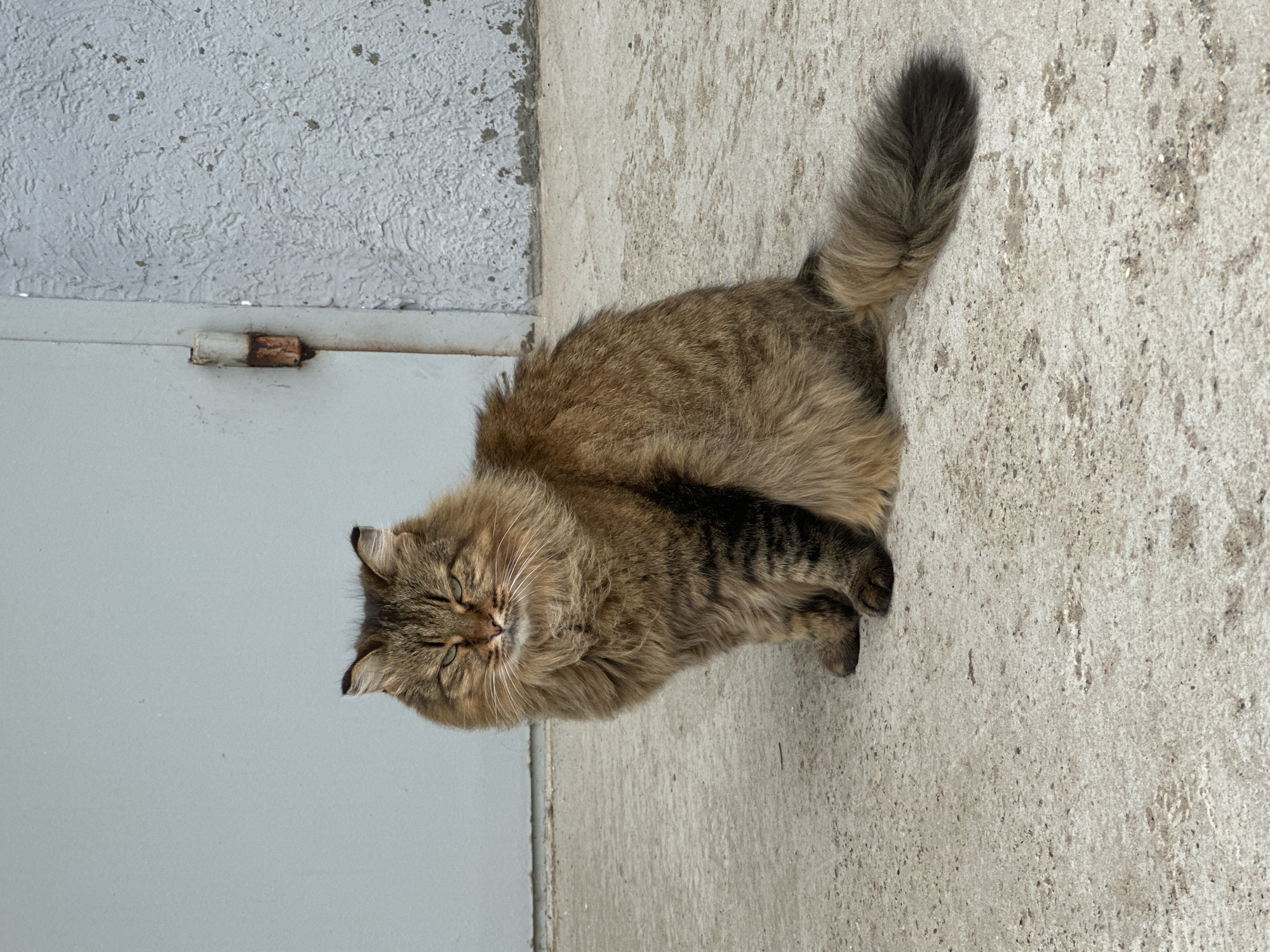 Lazy summer morning in Chaikovsky, cats, flowers, and breakfast