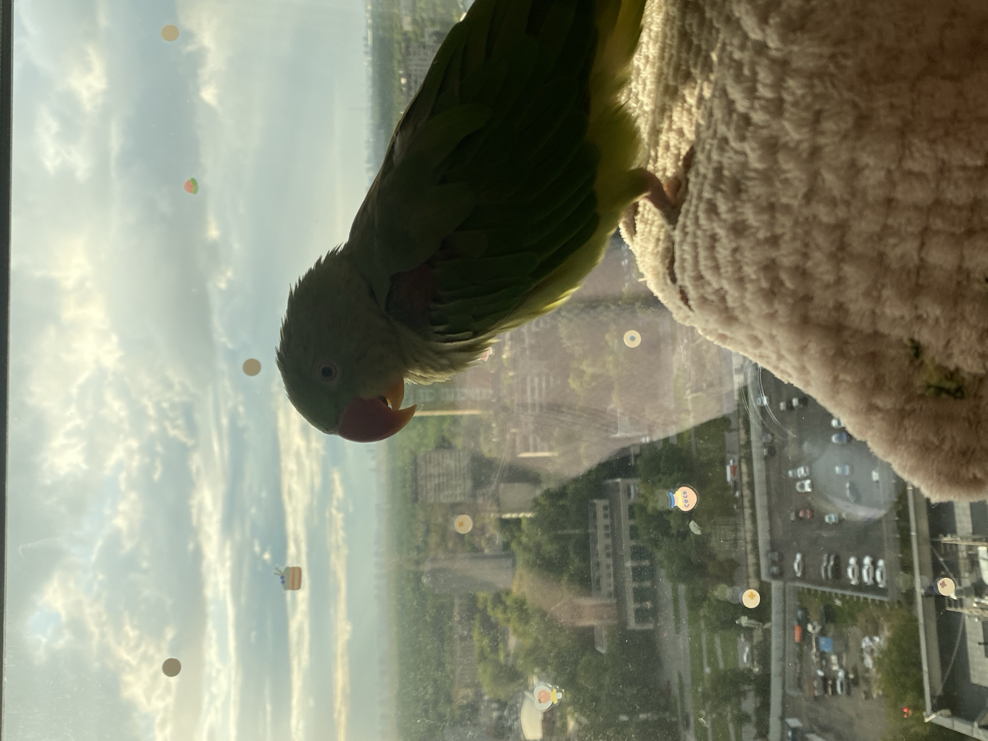 Green parrot explores a Moscow apartment, city views behind it.