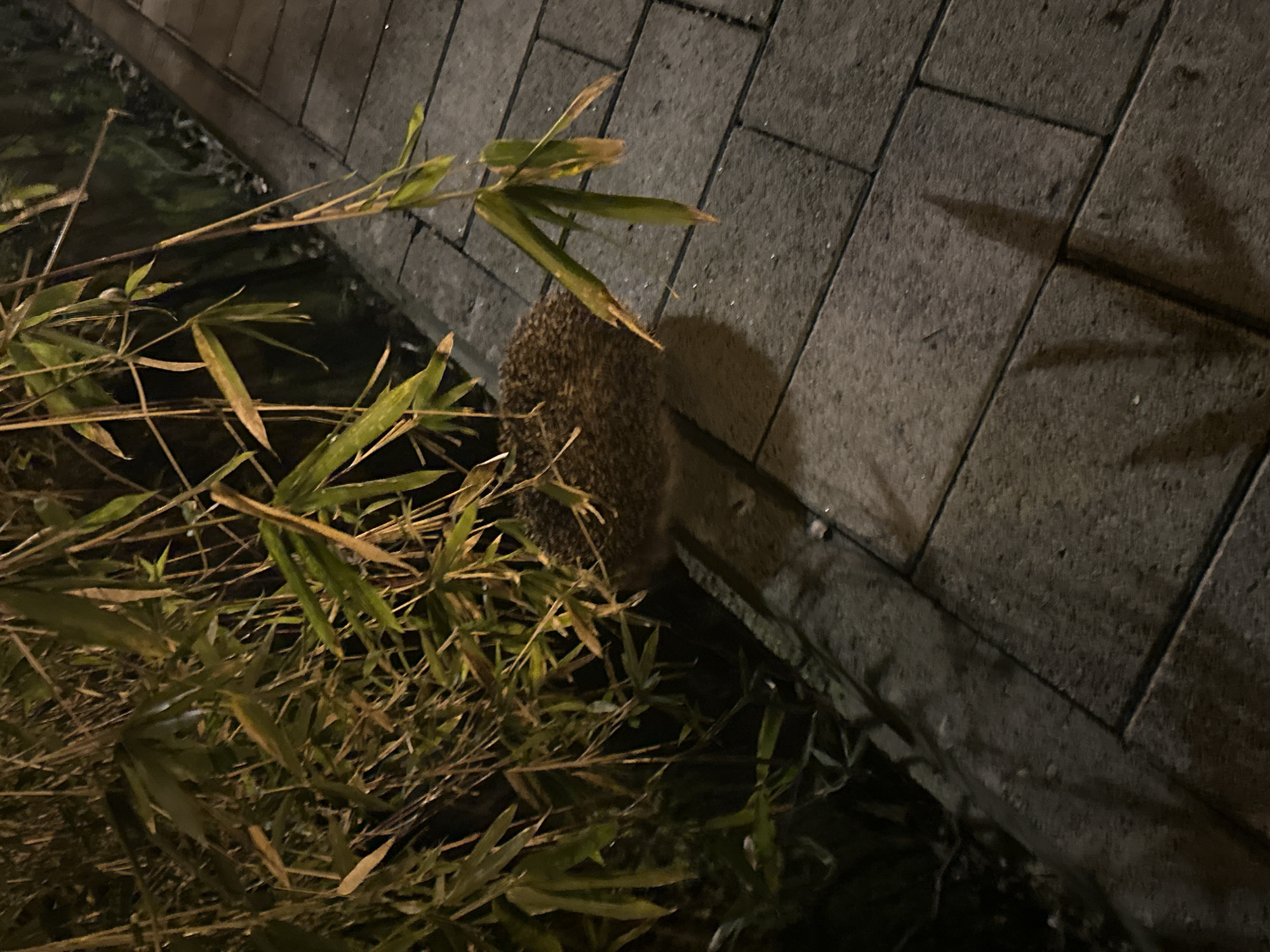 Hedgehog spotted foraging on stone path in Sochi