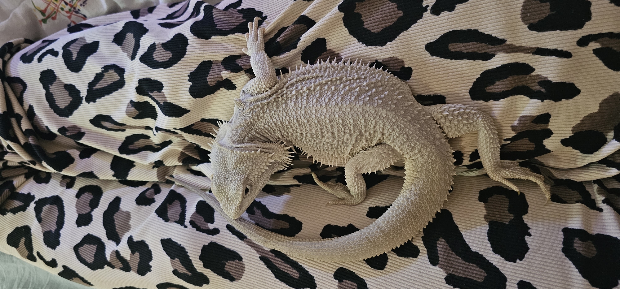 Bearded dragon spotted multiple times in Moscow indoor setting