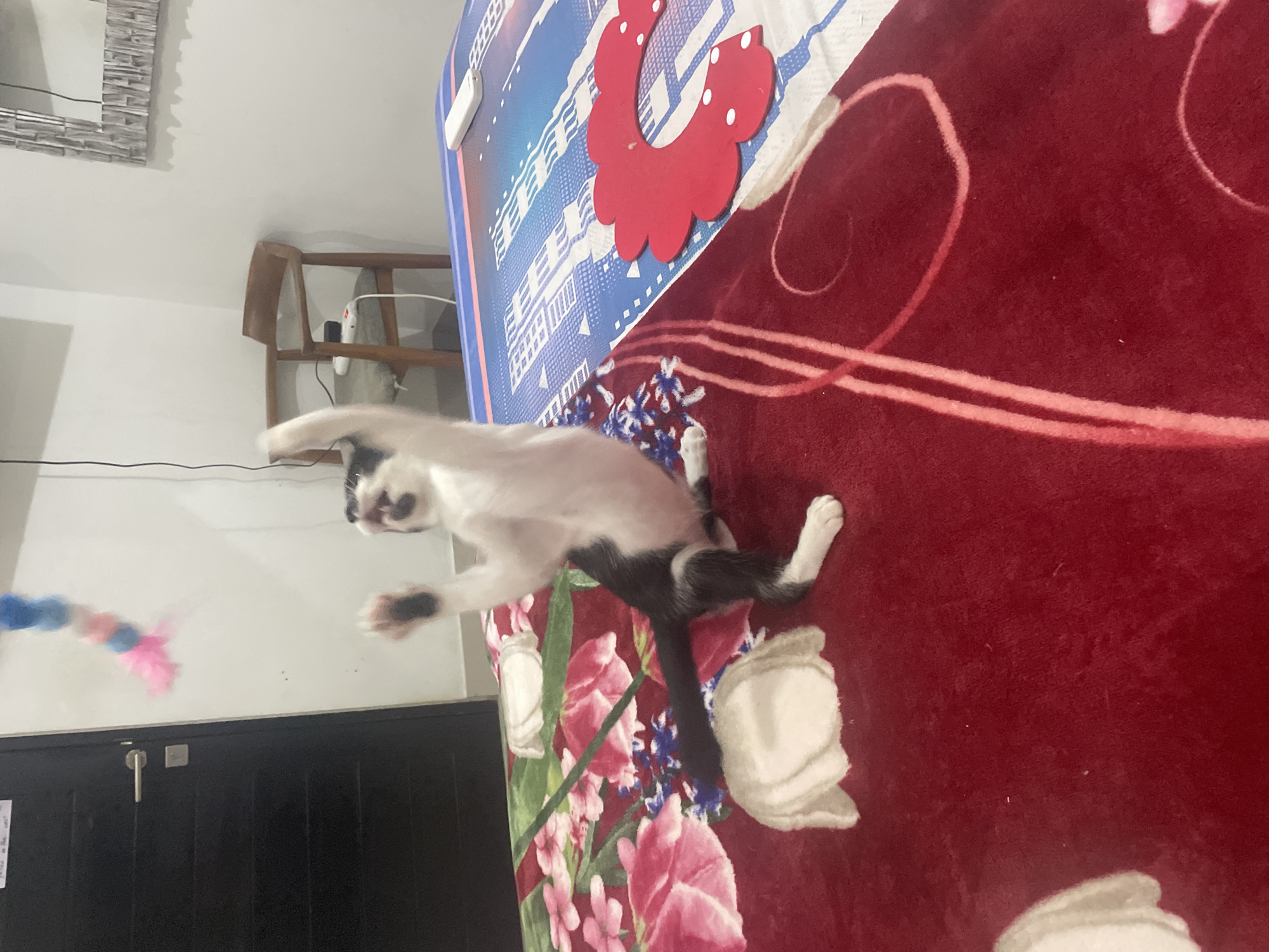 Playful kitten enjoys toy time on bedroom blanket in Denpasar