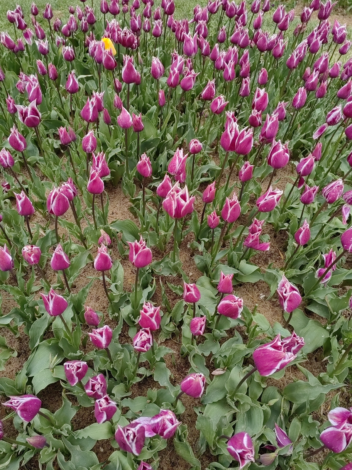Early morning garden tour documented across Sarıyer, Turkey