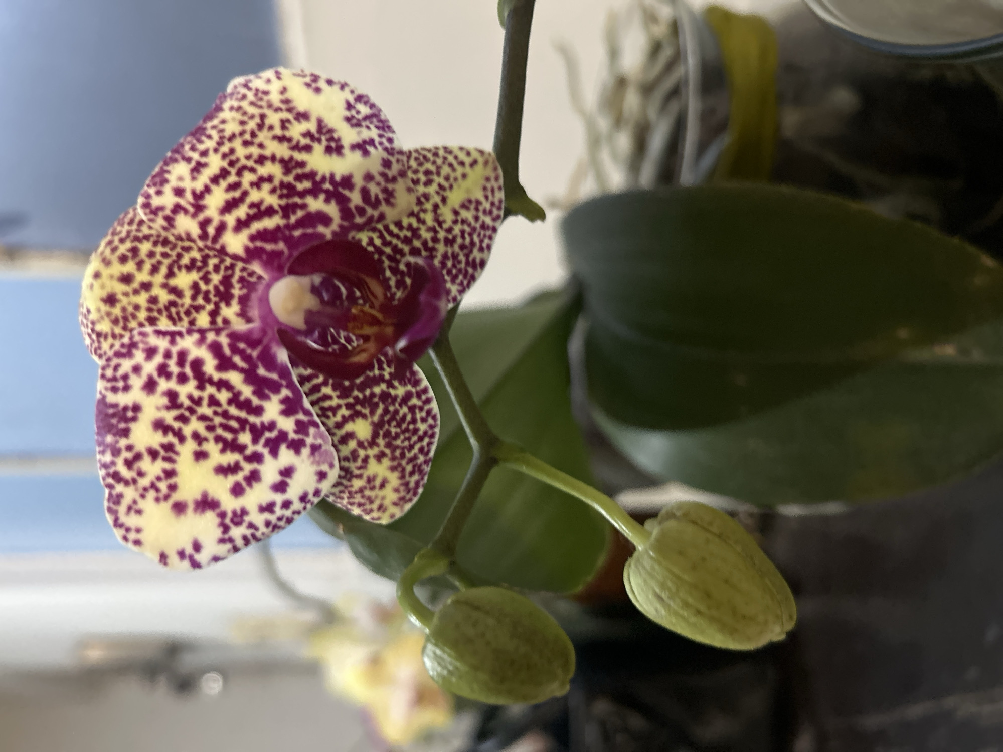 Purple-spotted moth orchid photographed with unopened green buds