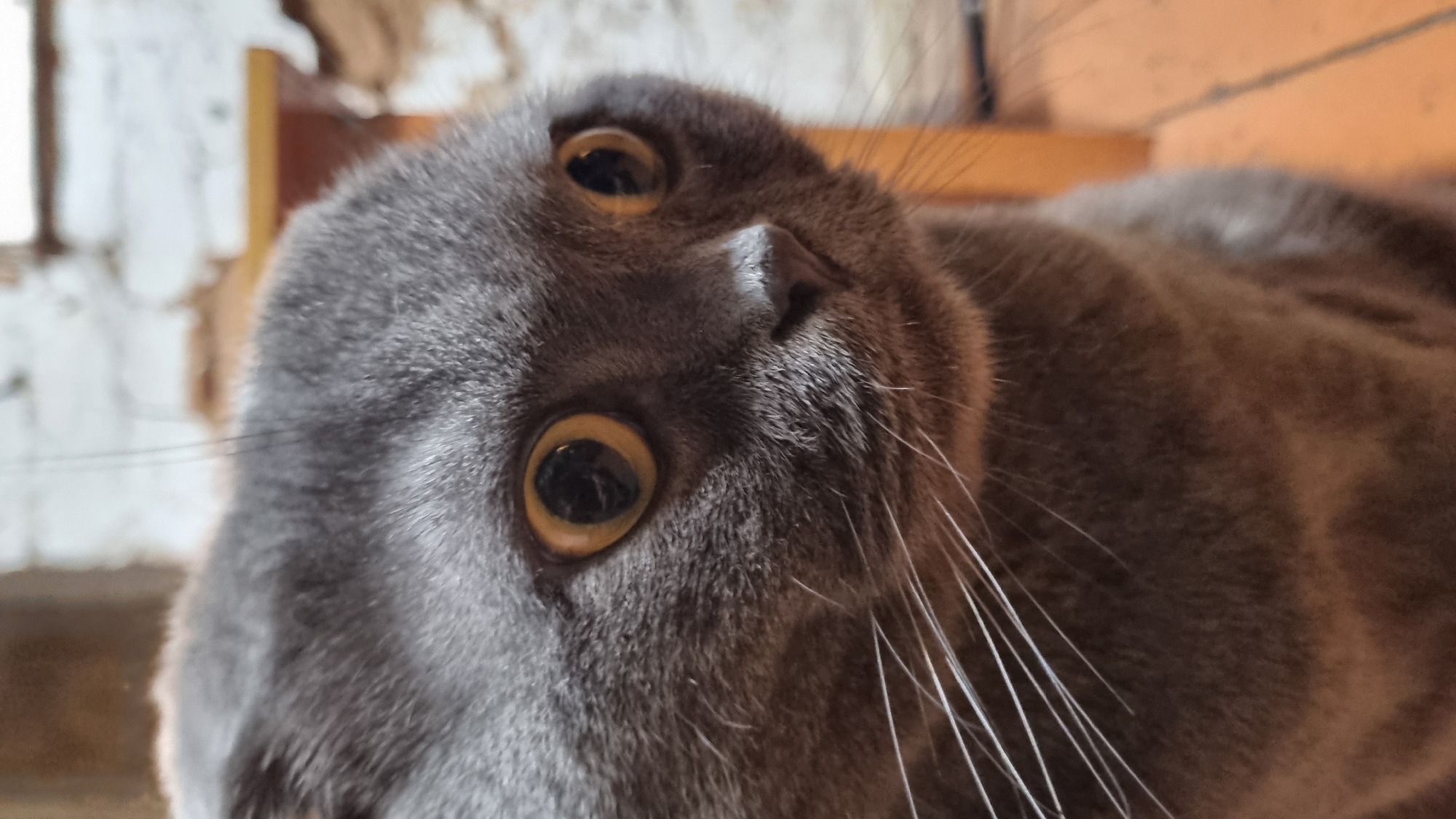 Grey Scottish Fold cat, many angles, Vysokoe home