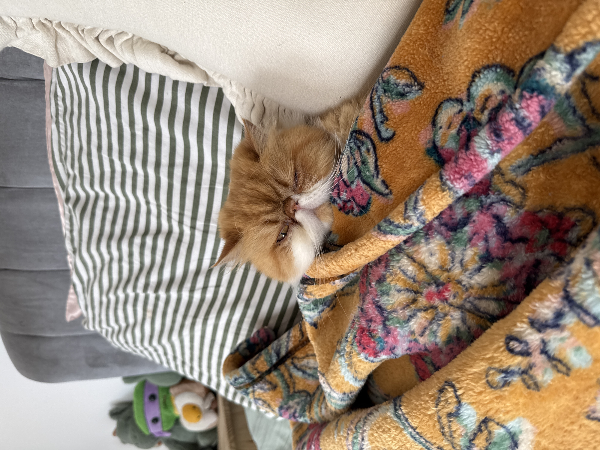 Persian cat rests on colorful bedding in Los Angeles