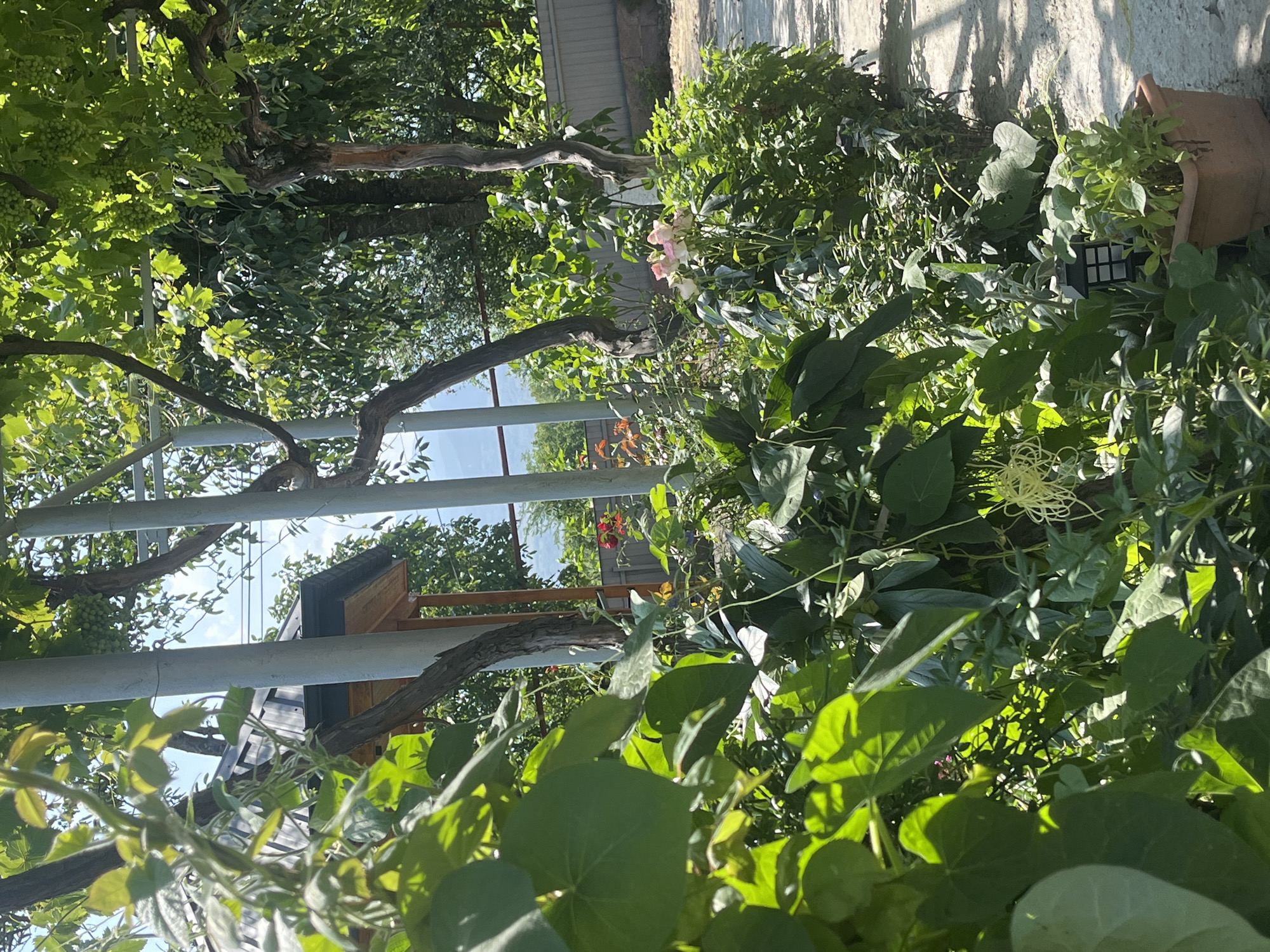 Garden details and decorations in a Surami yard on a summer morning.