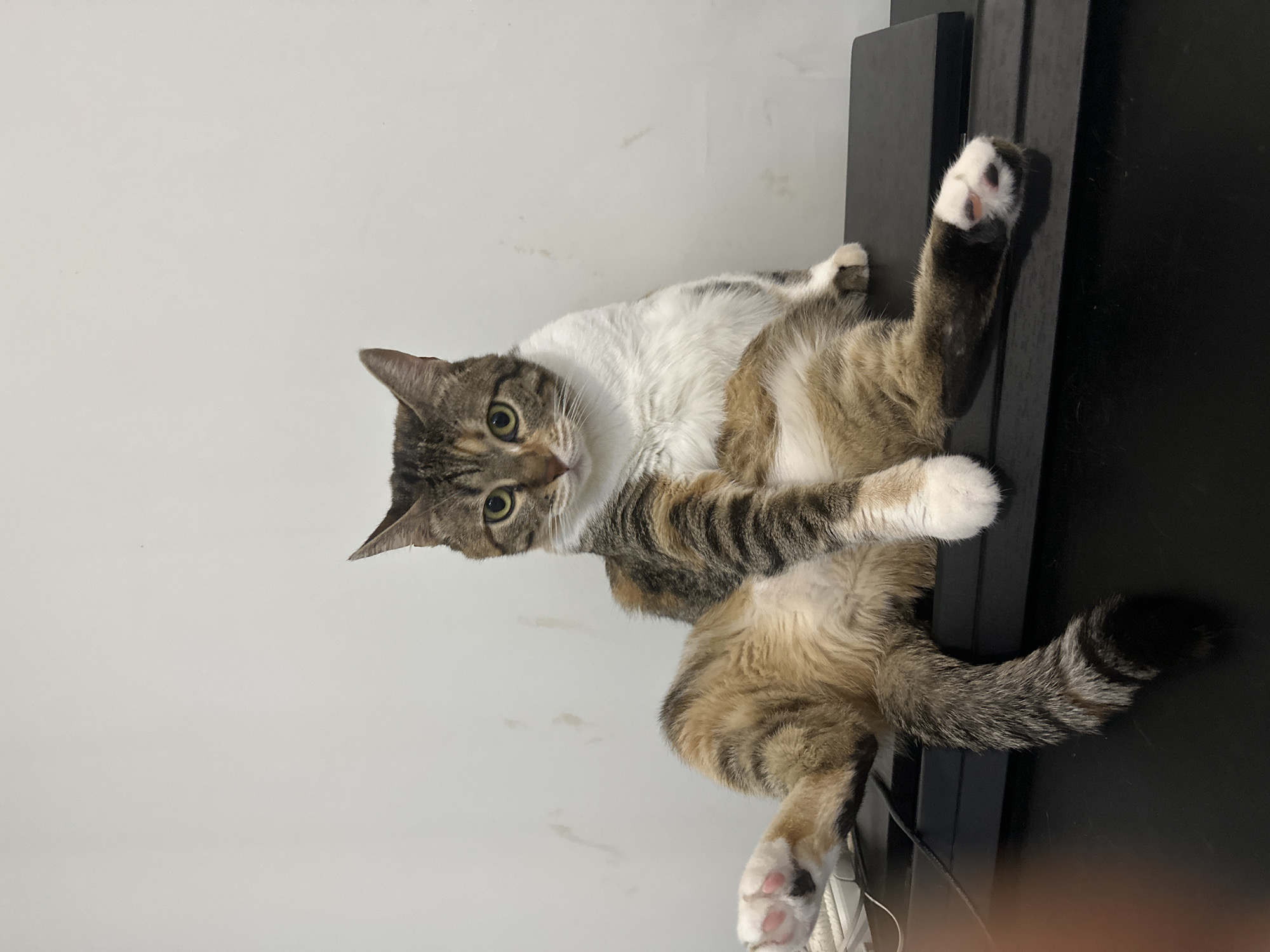 Calico cat lounging on a black surface in Kyrenia