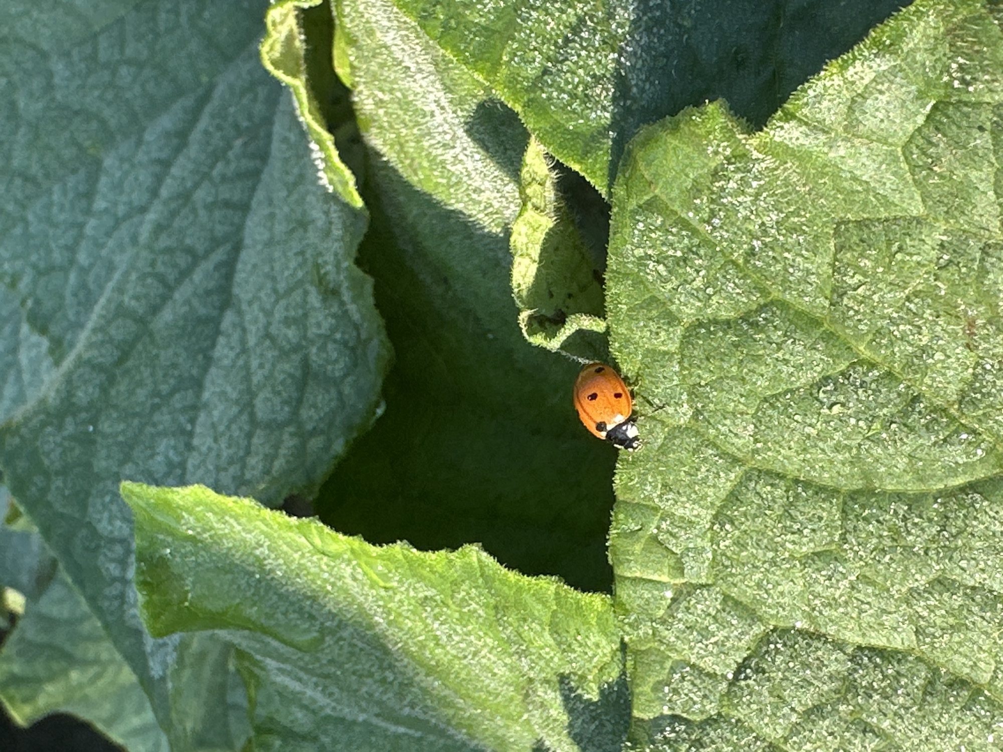 Sunflowers and a ladybug in a Kolobar field, midsummer morning