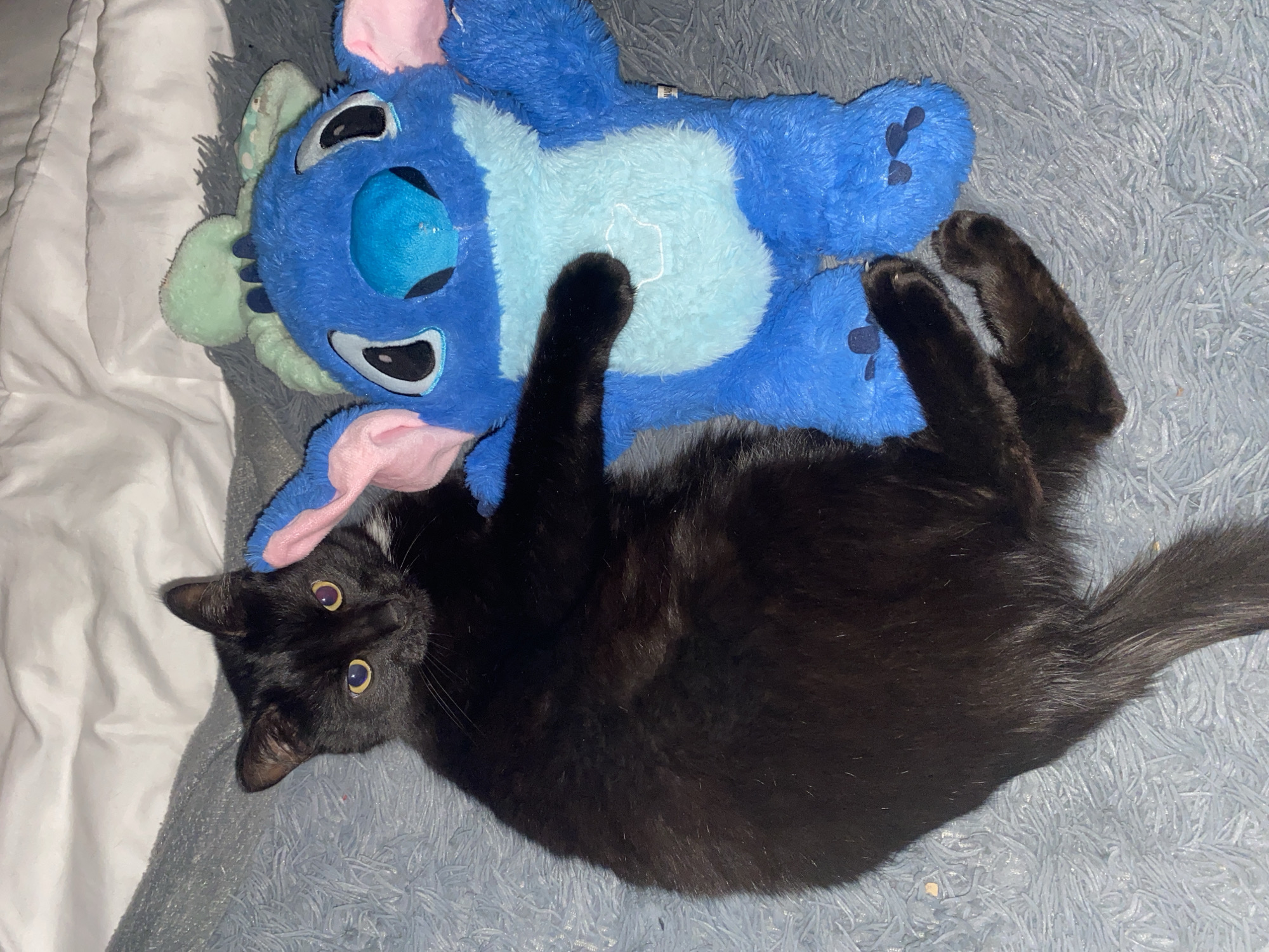 Black cat photographed resting with blonde woman during nighttime