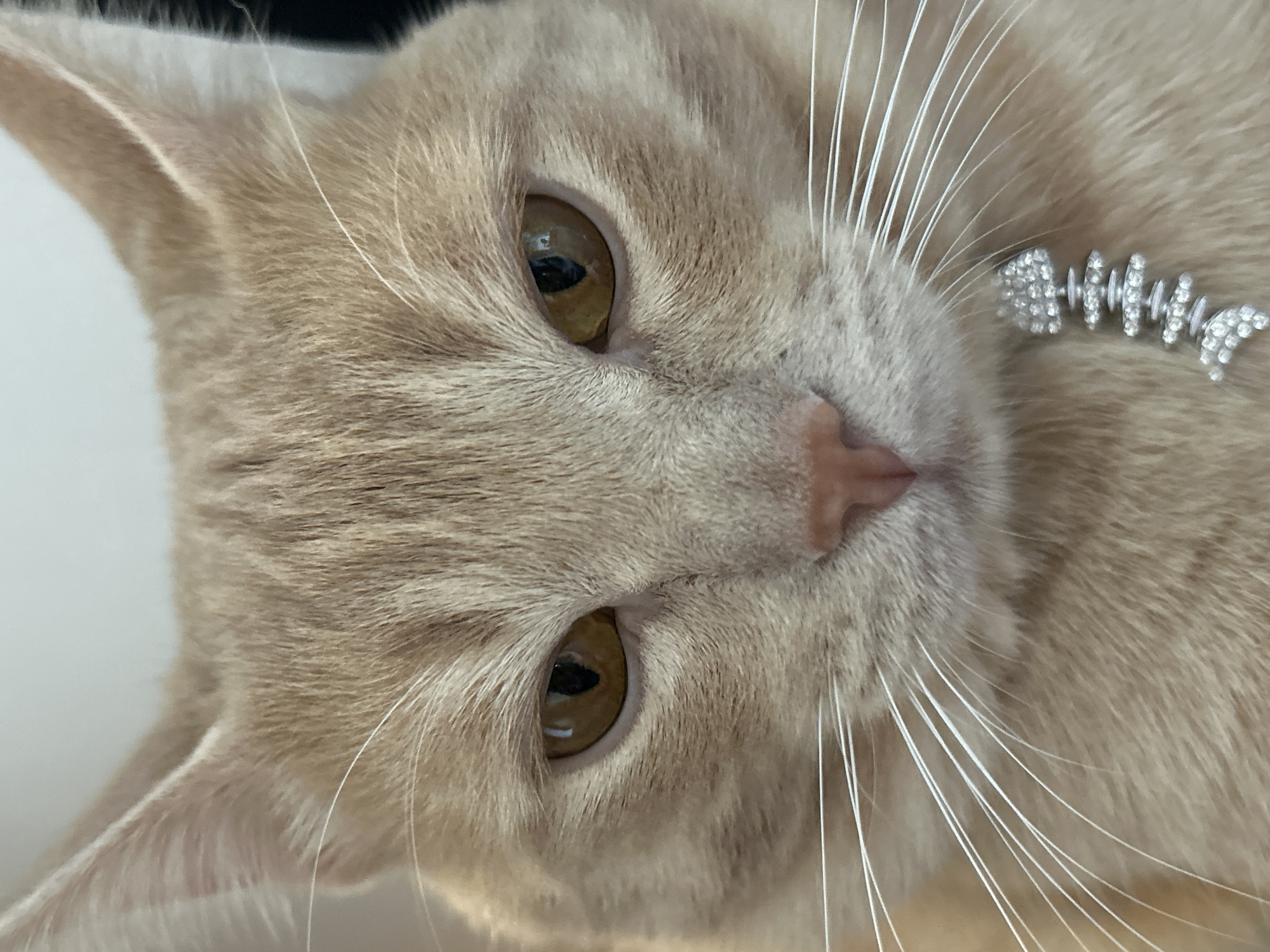 Cats and textures: a slow Moscow morning in close-up