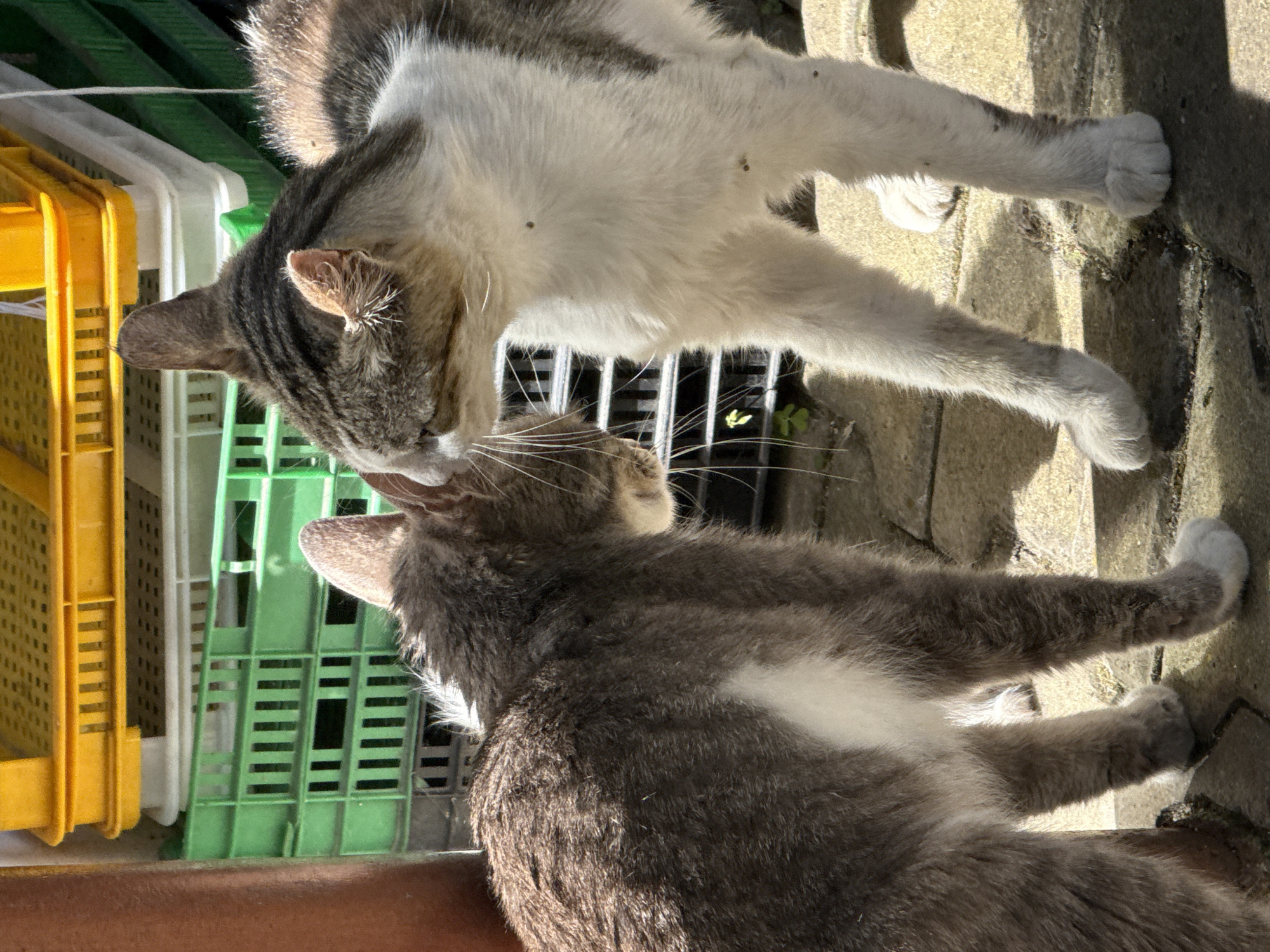 Garden morning with cats, kittens, and fresh vegetables
