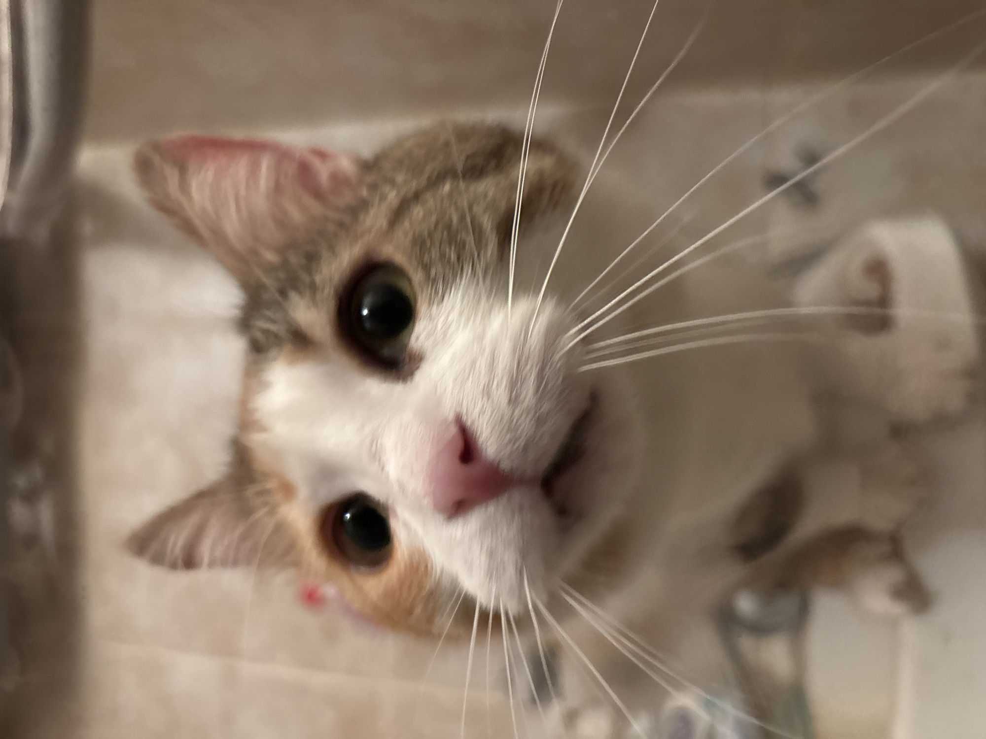 Cat photographed looking up in Veliko Tarnovo, Bulgaria