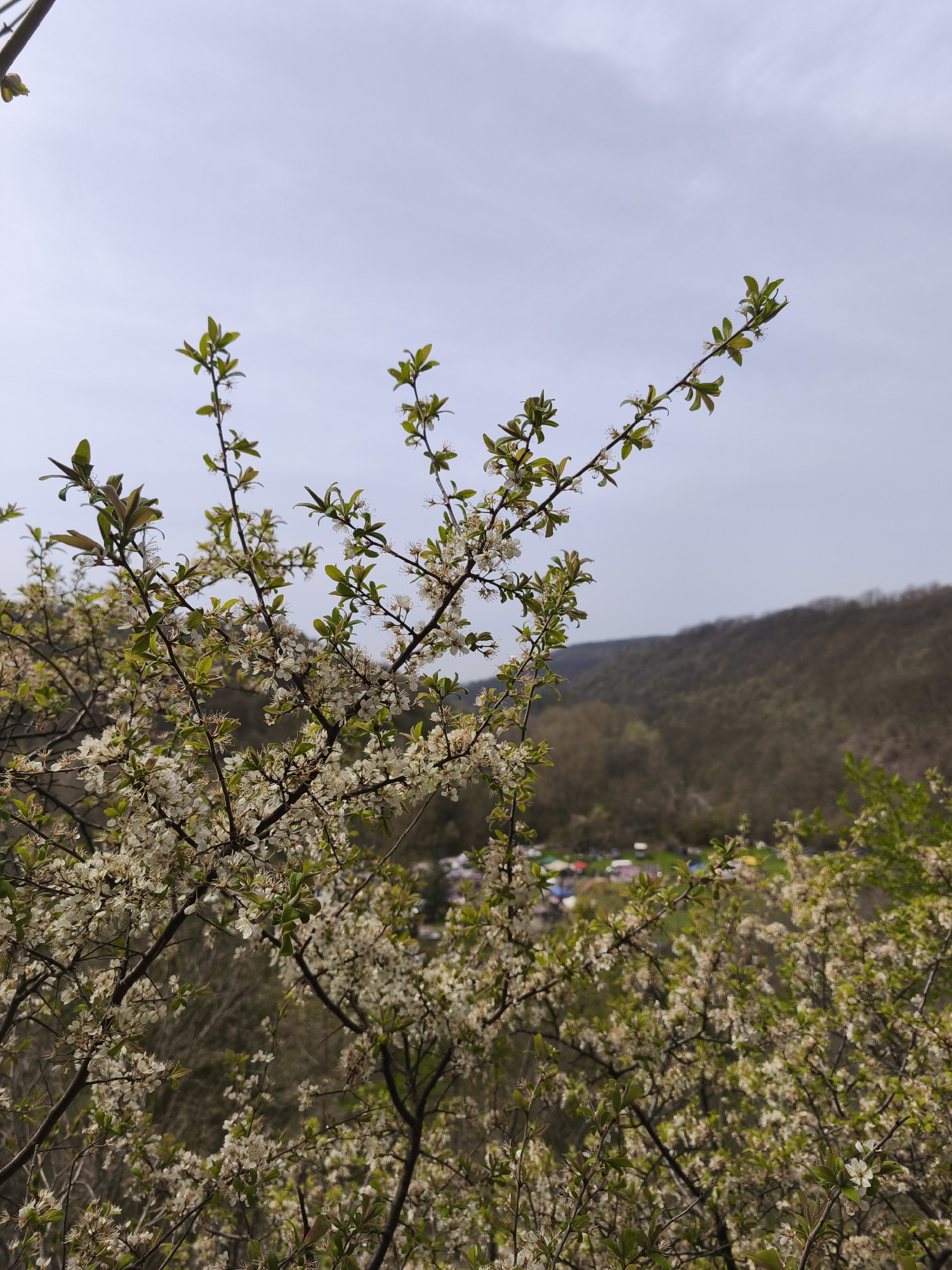 Spring blossoms captured in Bulgarian village of Kanits