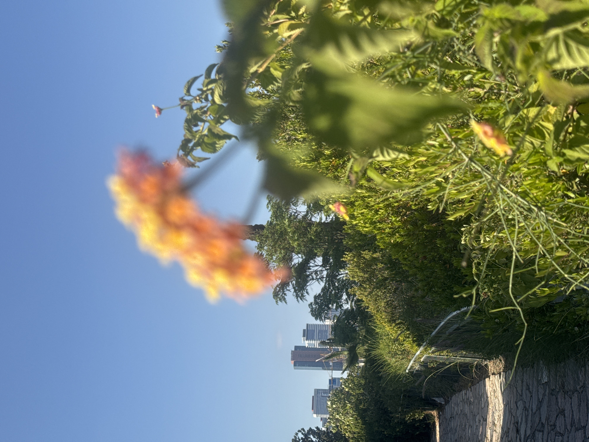 Afternoon stroll documented through Ramat Gan park and gardens