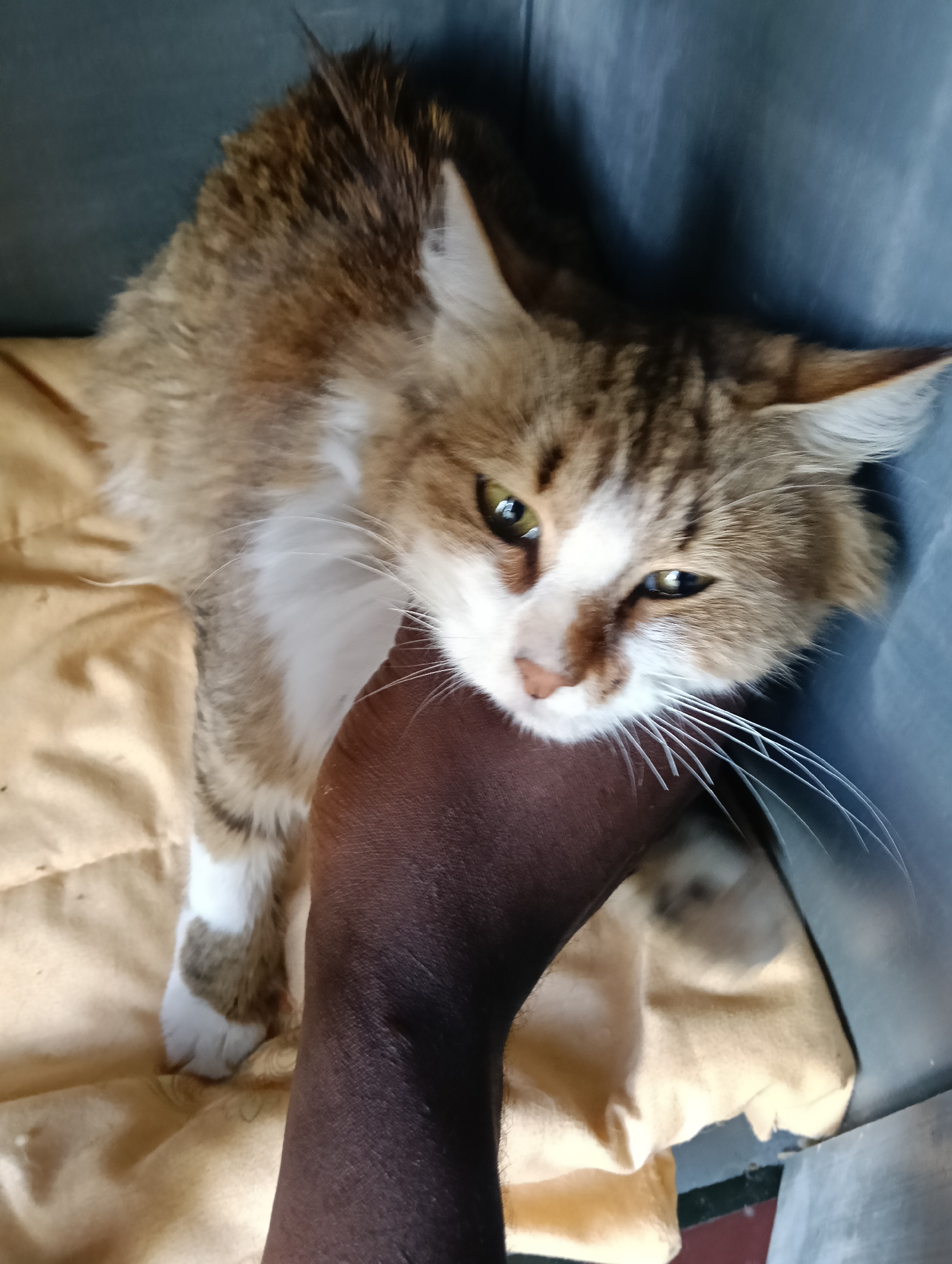 Veterinary treatment session documented in Nairobi pet clinic