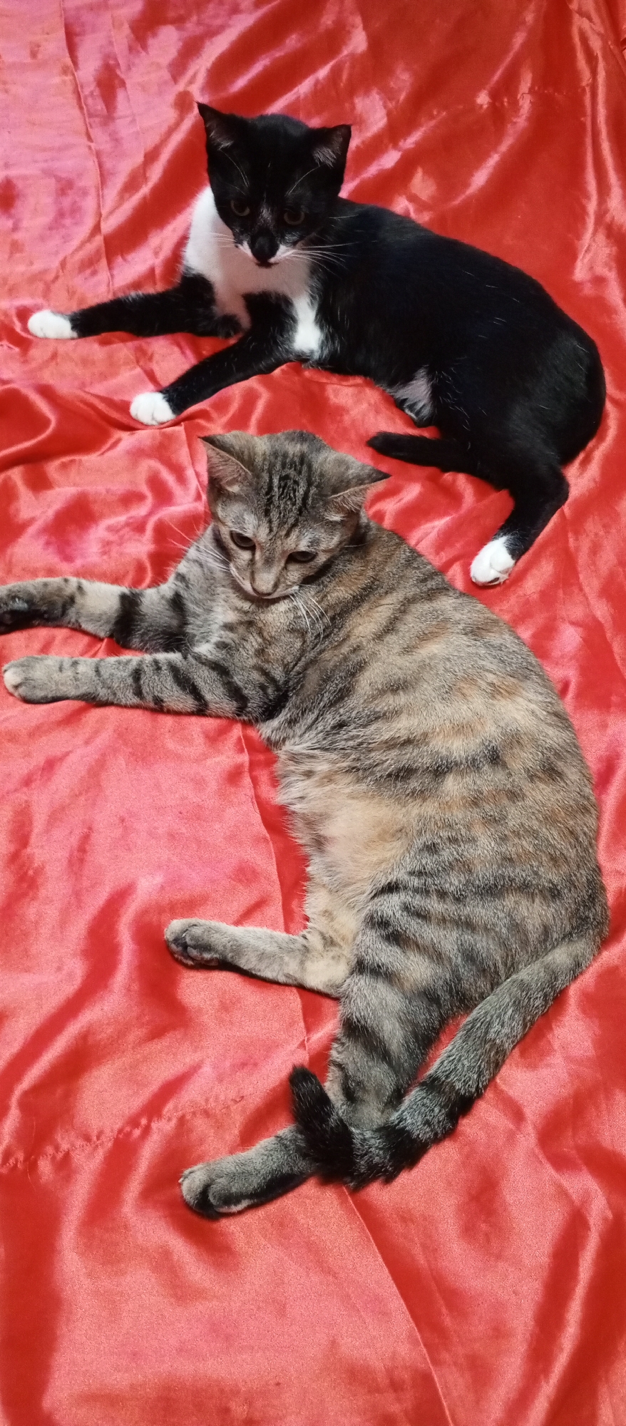 Two cats lounging on red satin in Tashkent