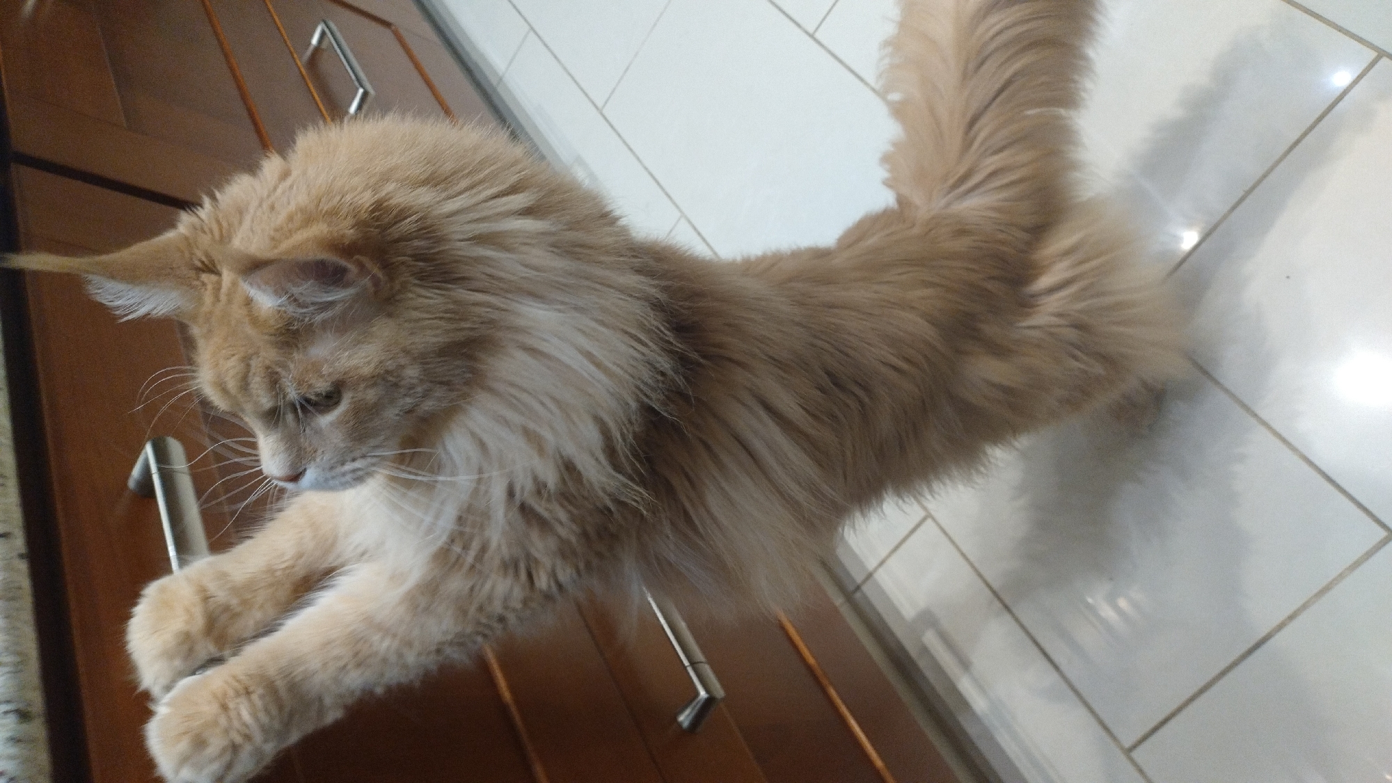 Ginger cats and a rescued nestling bird share a Perea home