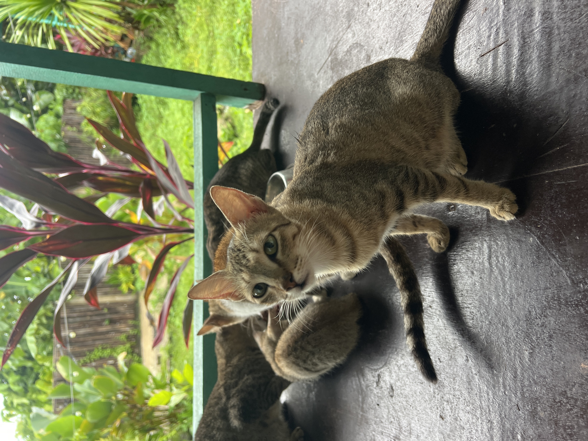 Feeding time for a group of cats on a General Luna porch