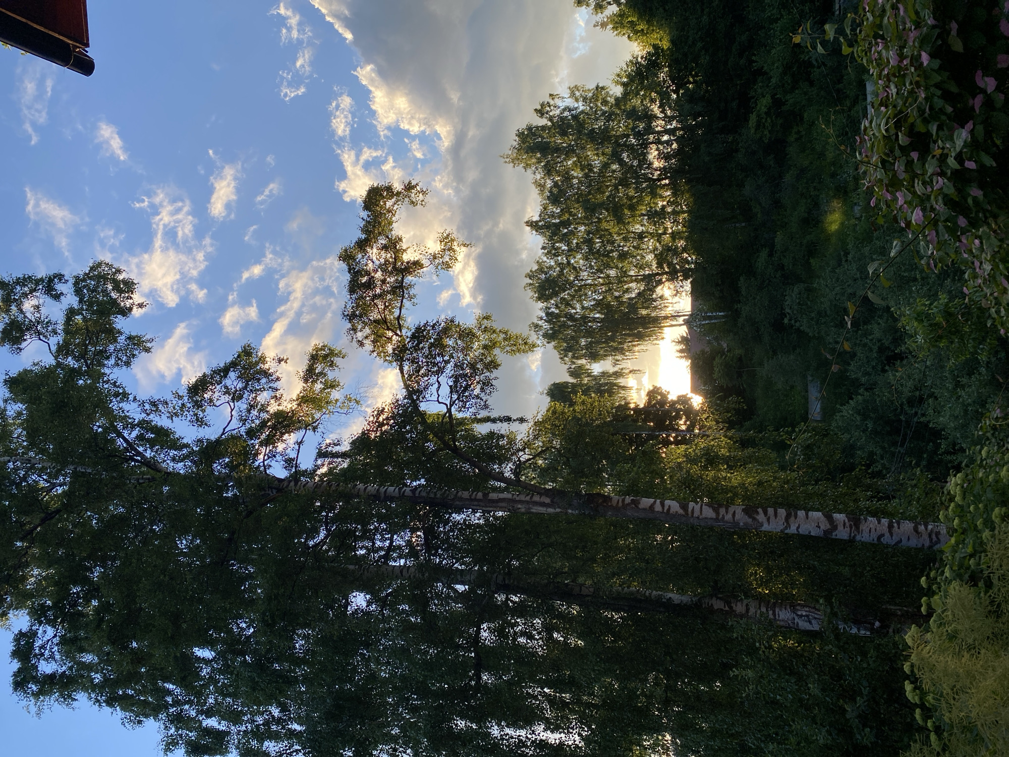 Dacha evening in Voeikovo: food, forest, and a poodle puppy