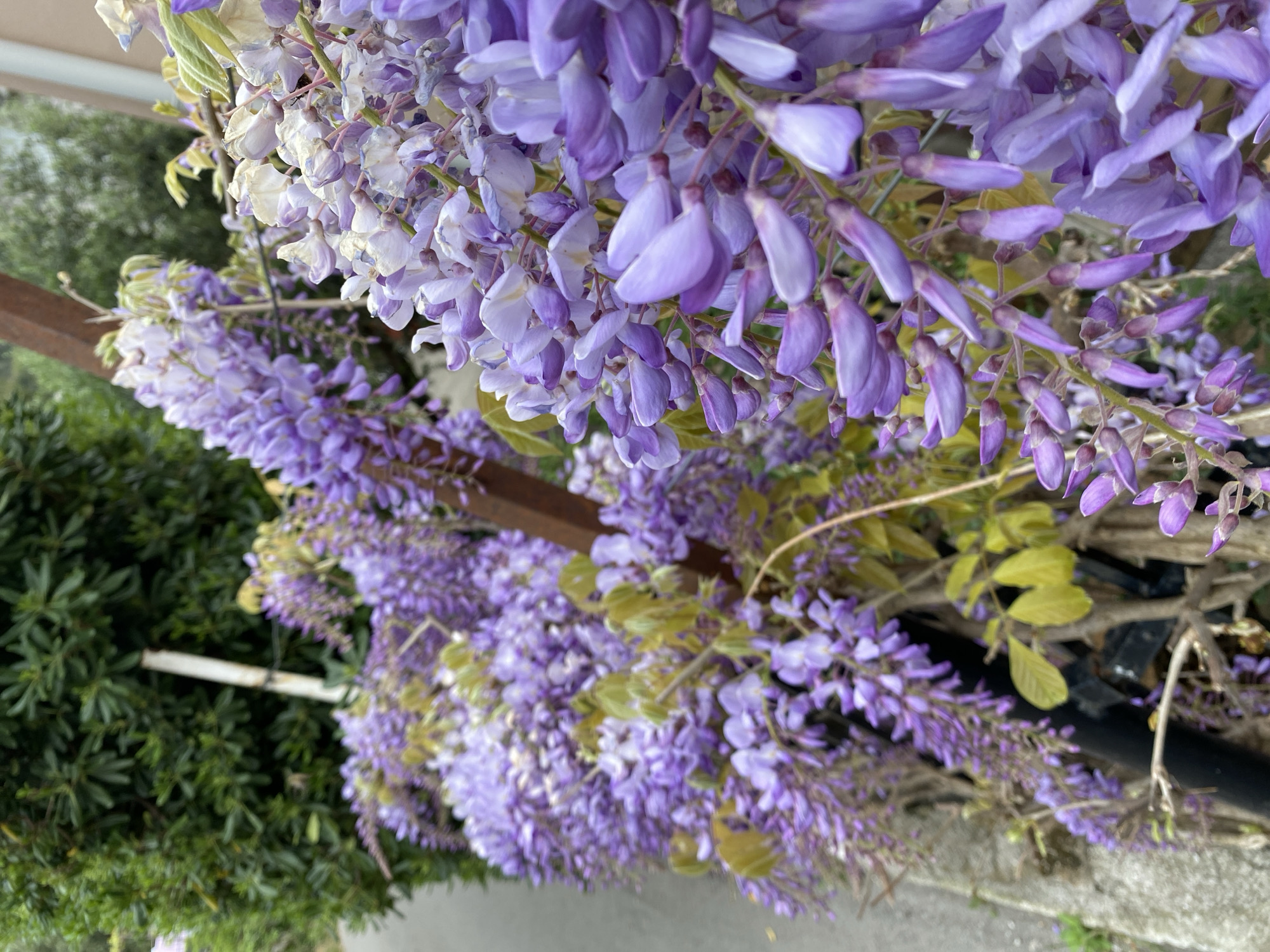 Spring morning botanical walk captured in Budva, Montenegro