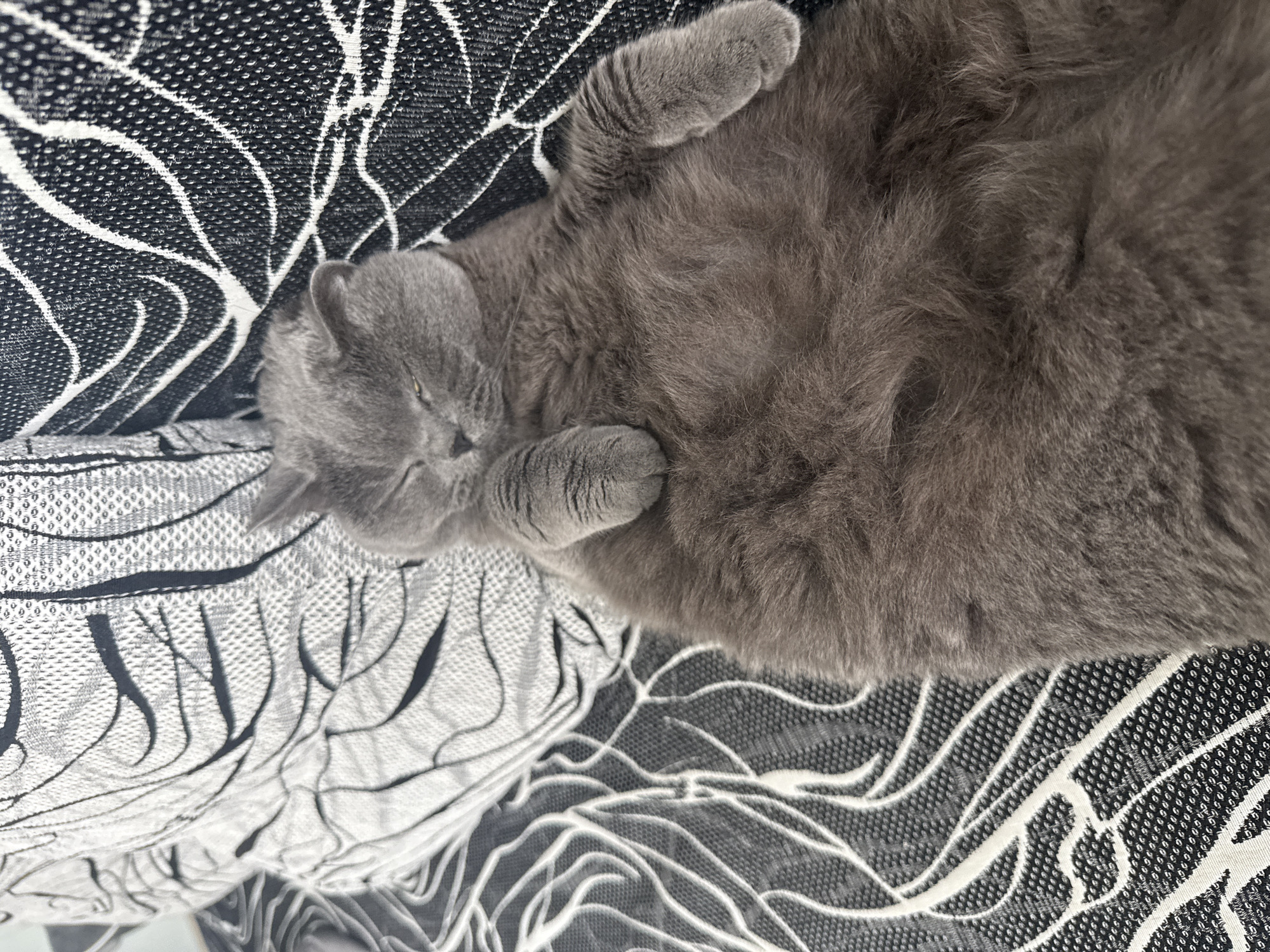 Pets rest and receive care in Varna homes